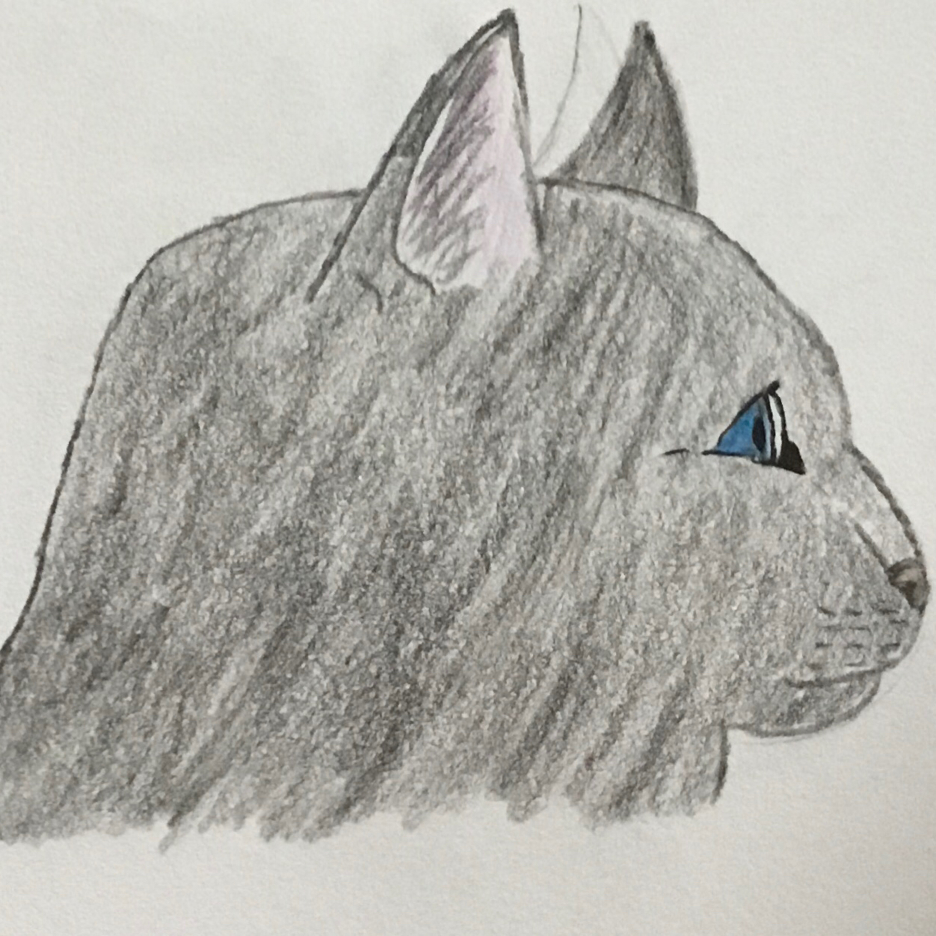 Himbeerwolkes Katzen-Cast (Warrior Cats) 💜