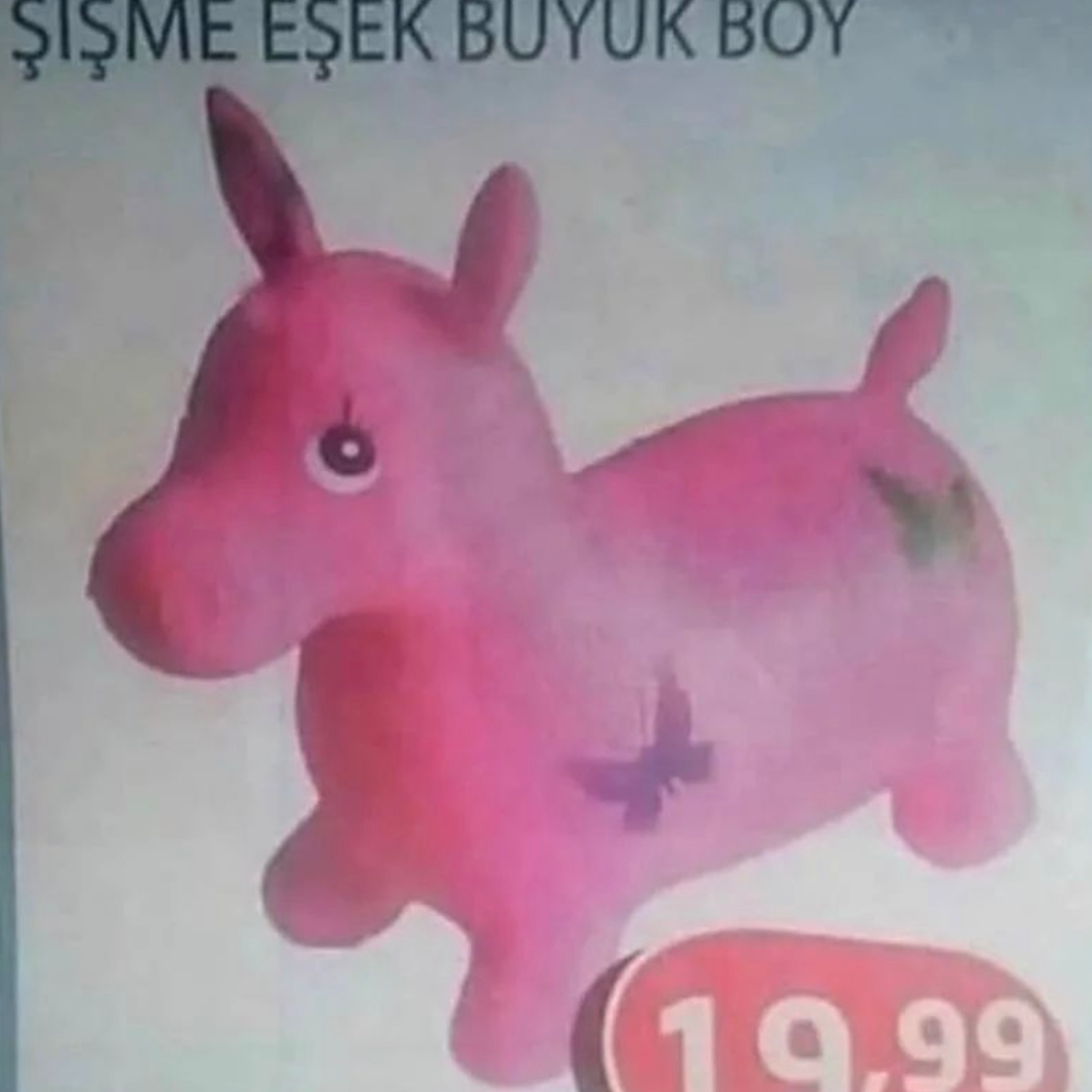 BAZA | CAHİL KÖPEKLER