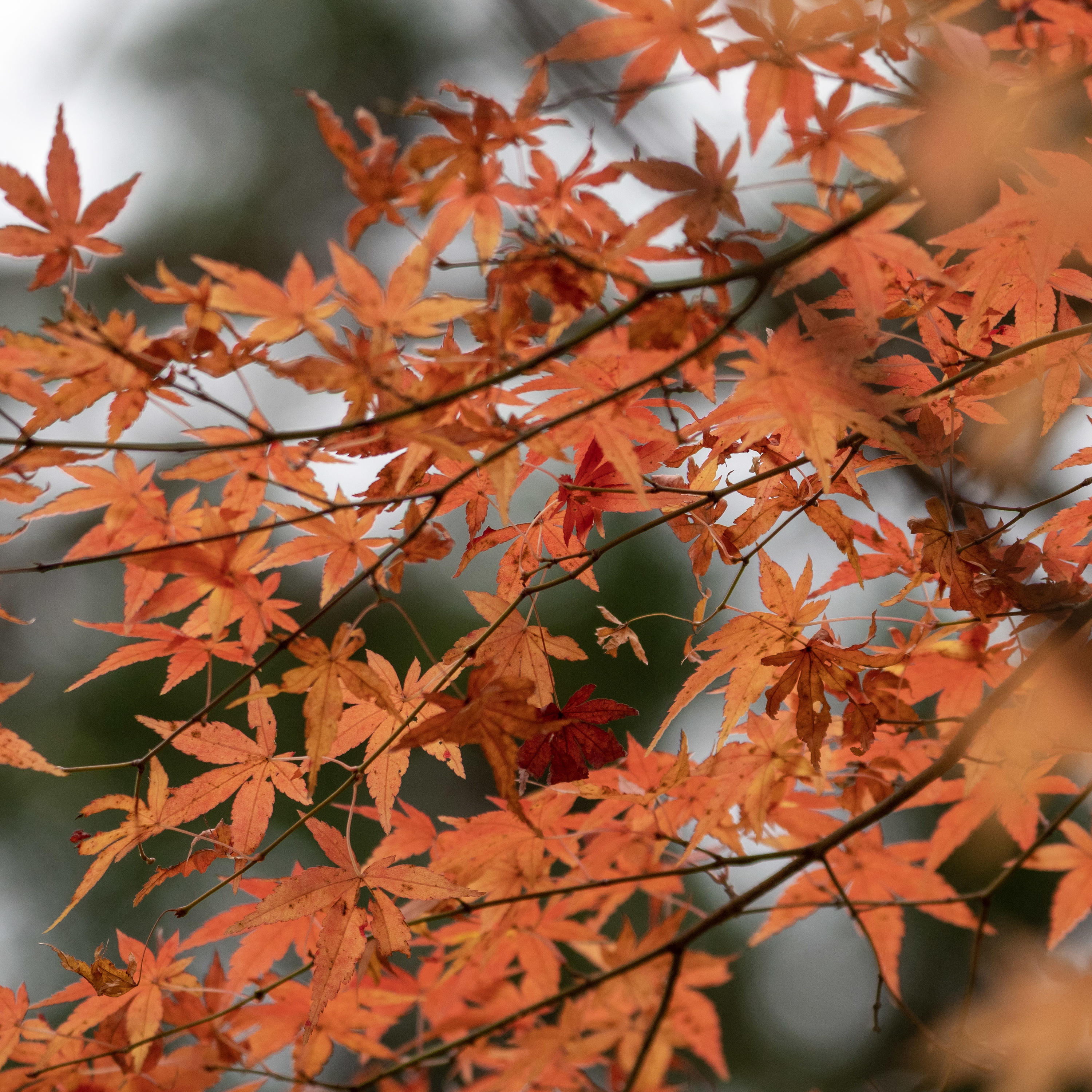 #50 【対談第5弾】最近寒くなってきたので、スポーツ心理の博士を呼んでコツについてのアツい話してみたよ、の回 episode artwork