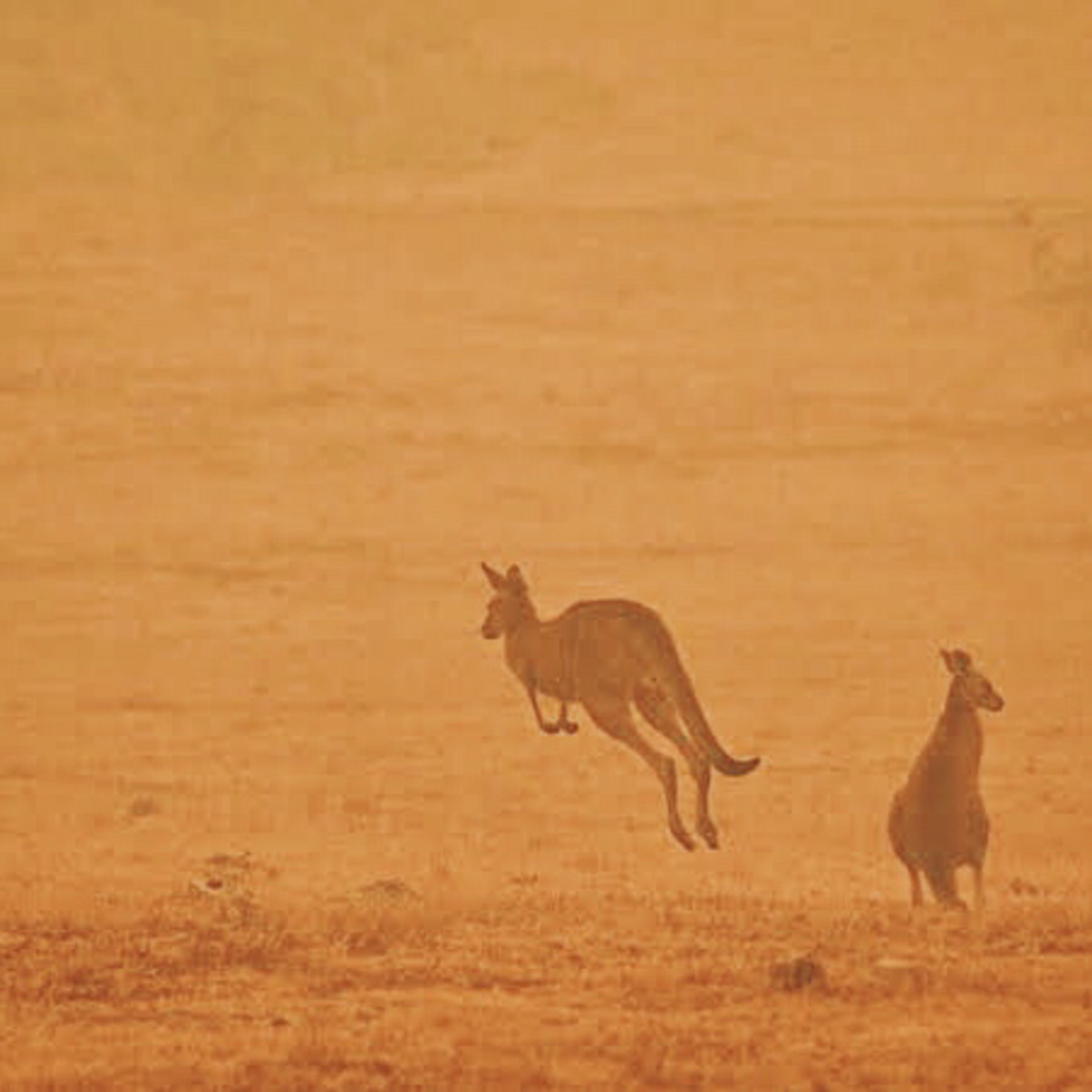 Kebakaran Australia feat. George (Head to Head - Eps.02) episode artwork