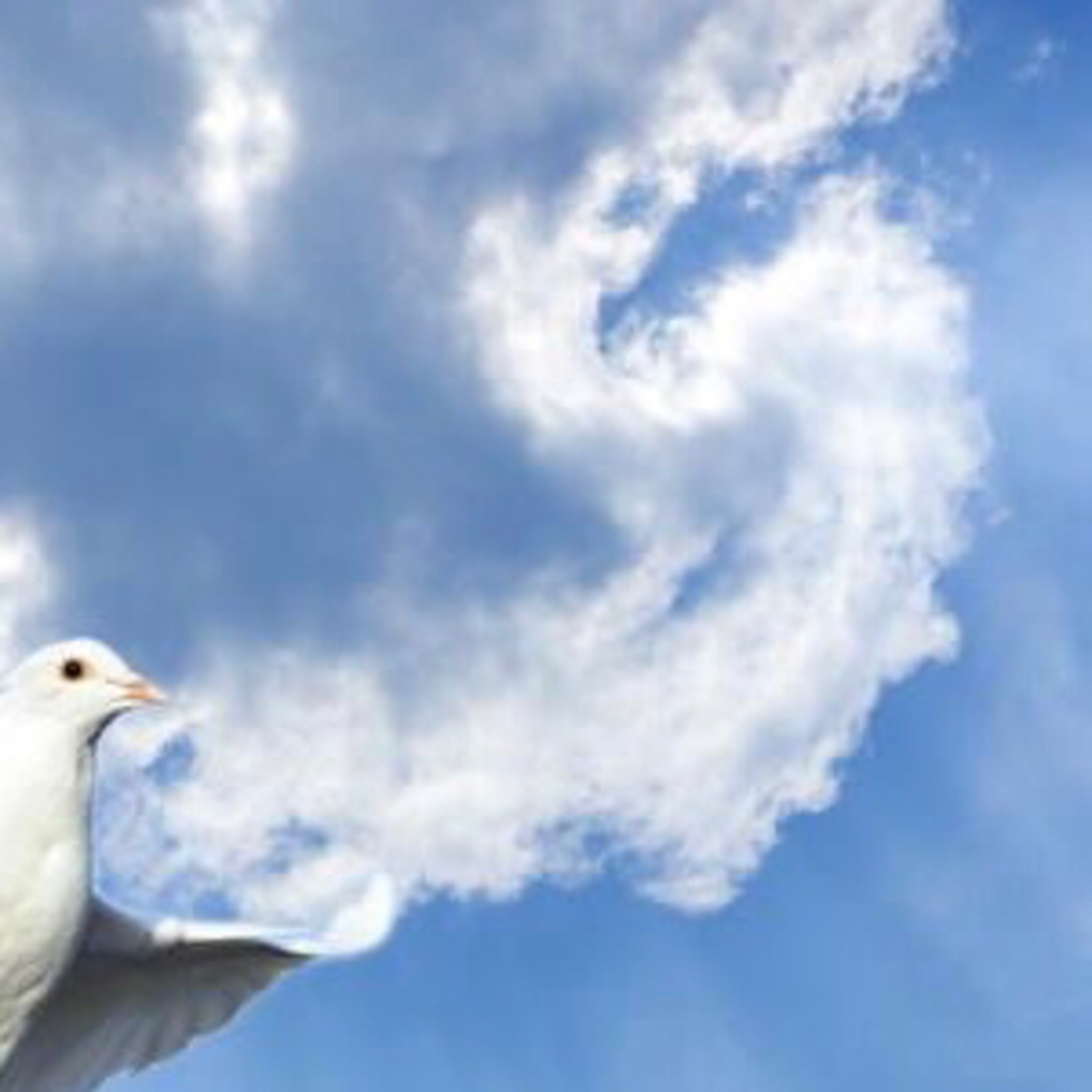 Seagulls, opportunities & decluttering  episode artwork