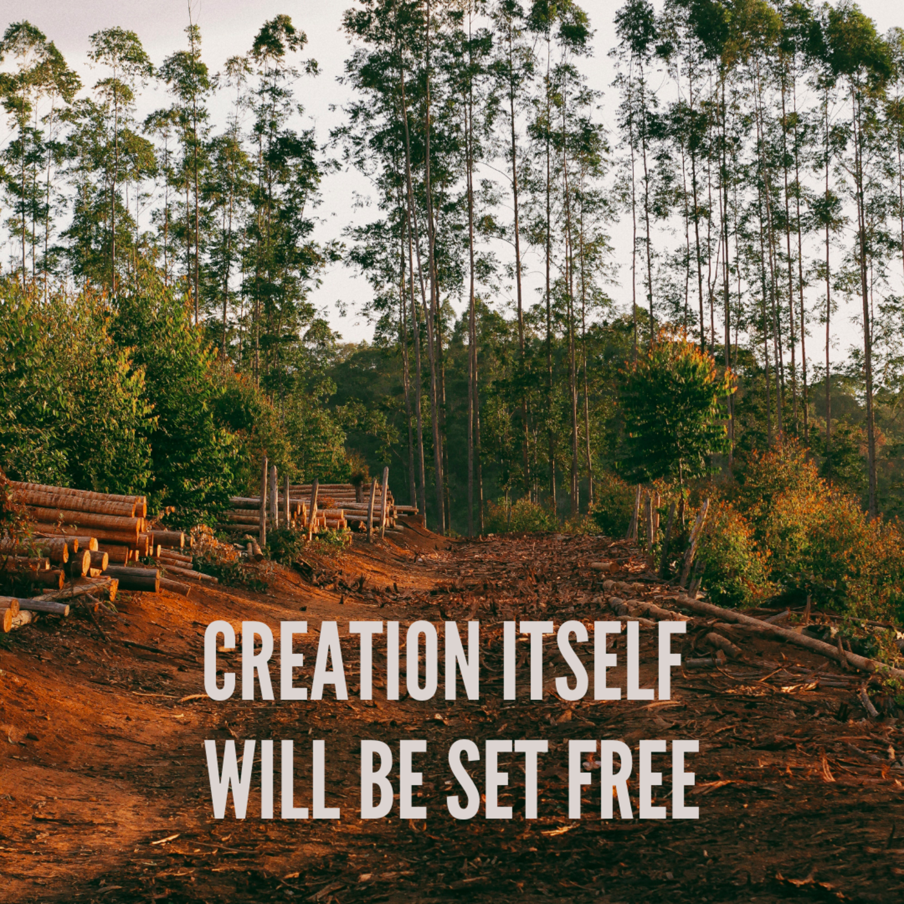 Creation Itself Will Be Set Free: Romans 8 episode artwork