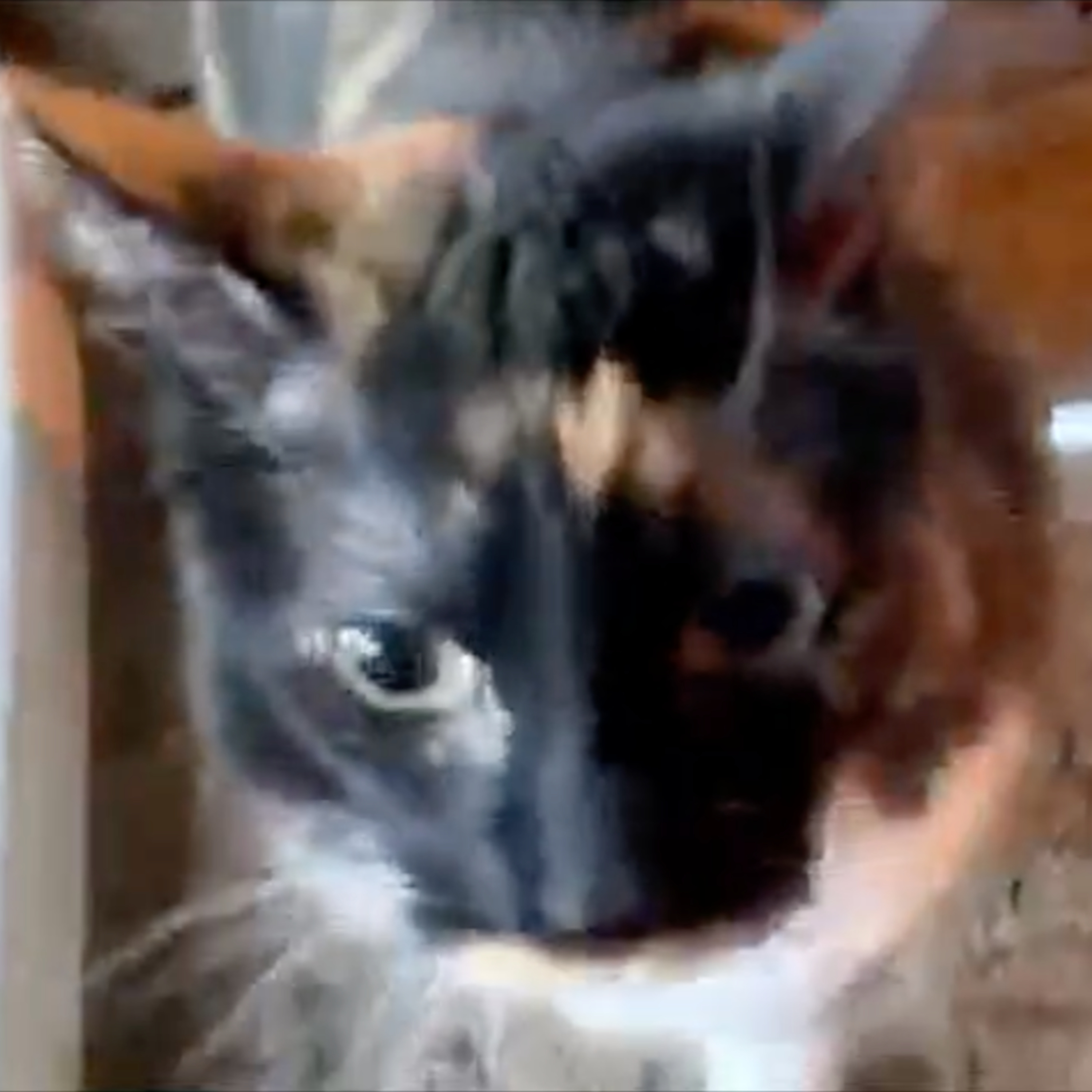 Episode 942 Scott Adams: Playing With My Cat and Answering Viewer Questi...