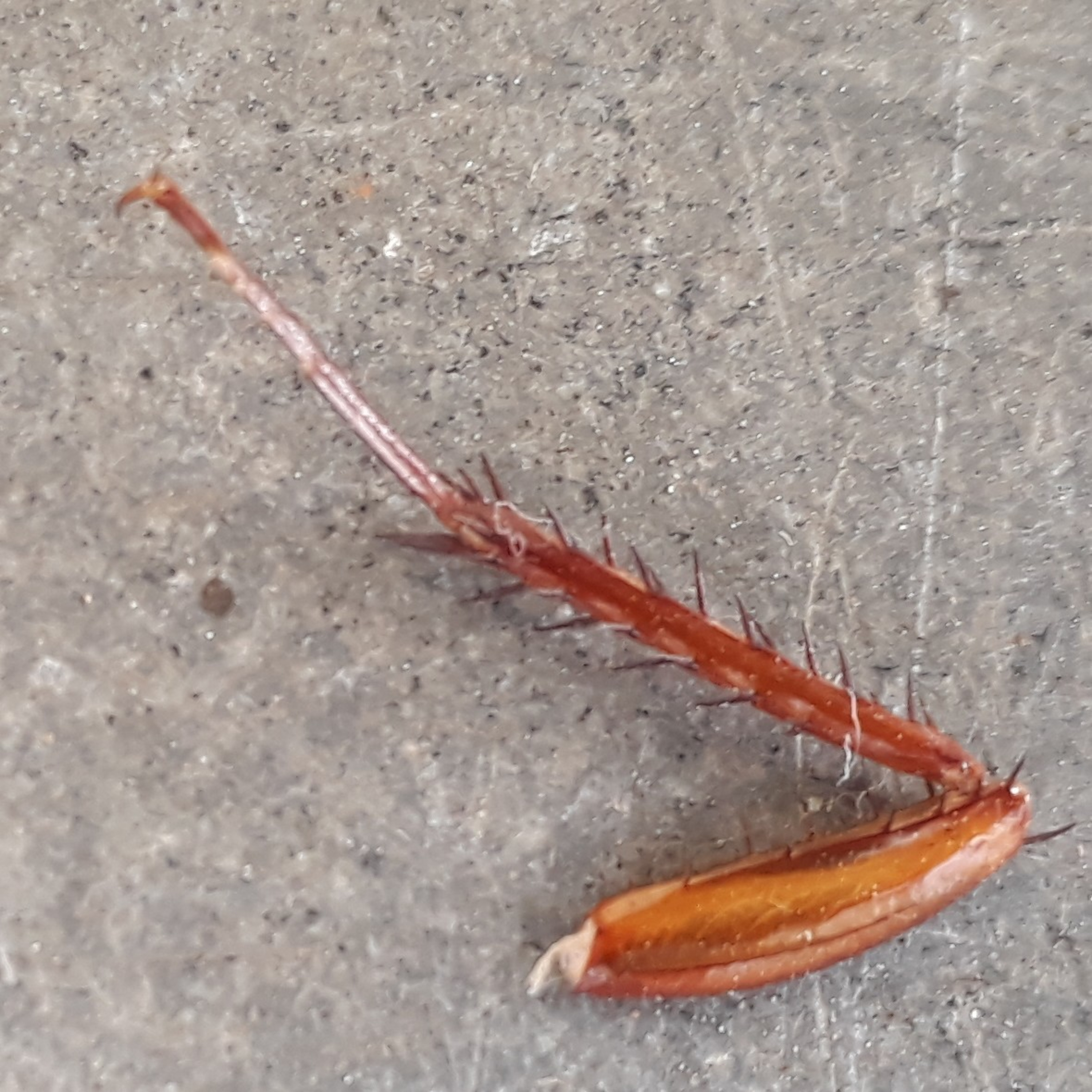 Brincanagem