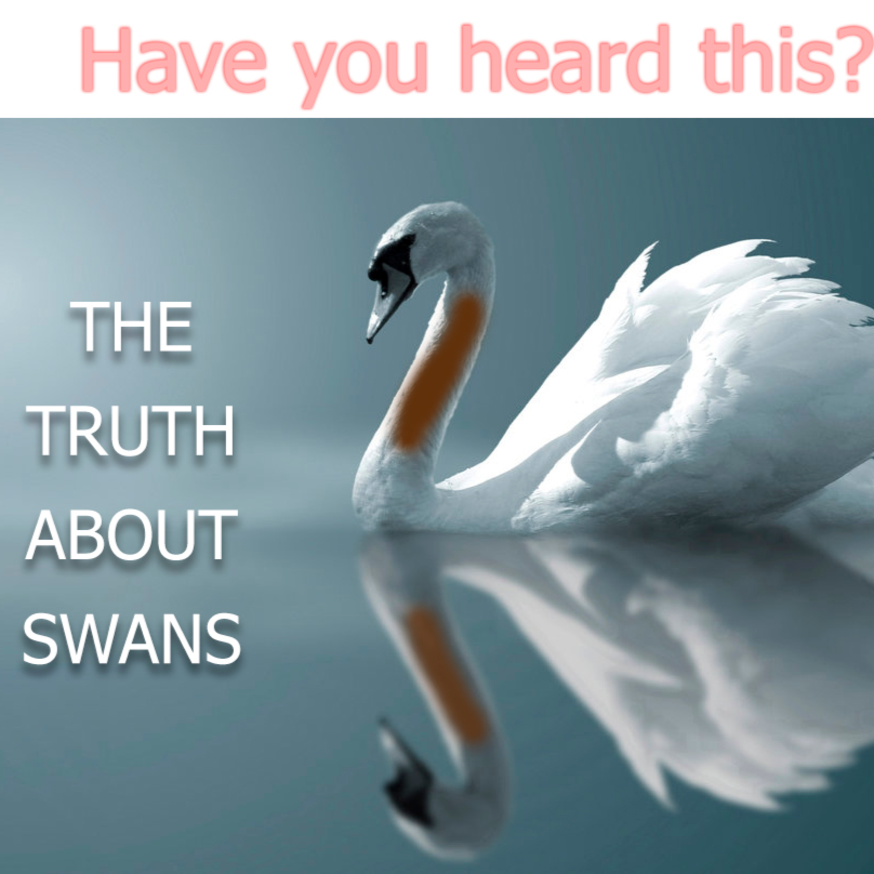 The truth about swans episode artwork