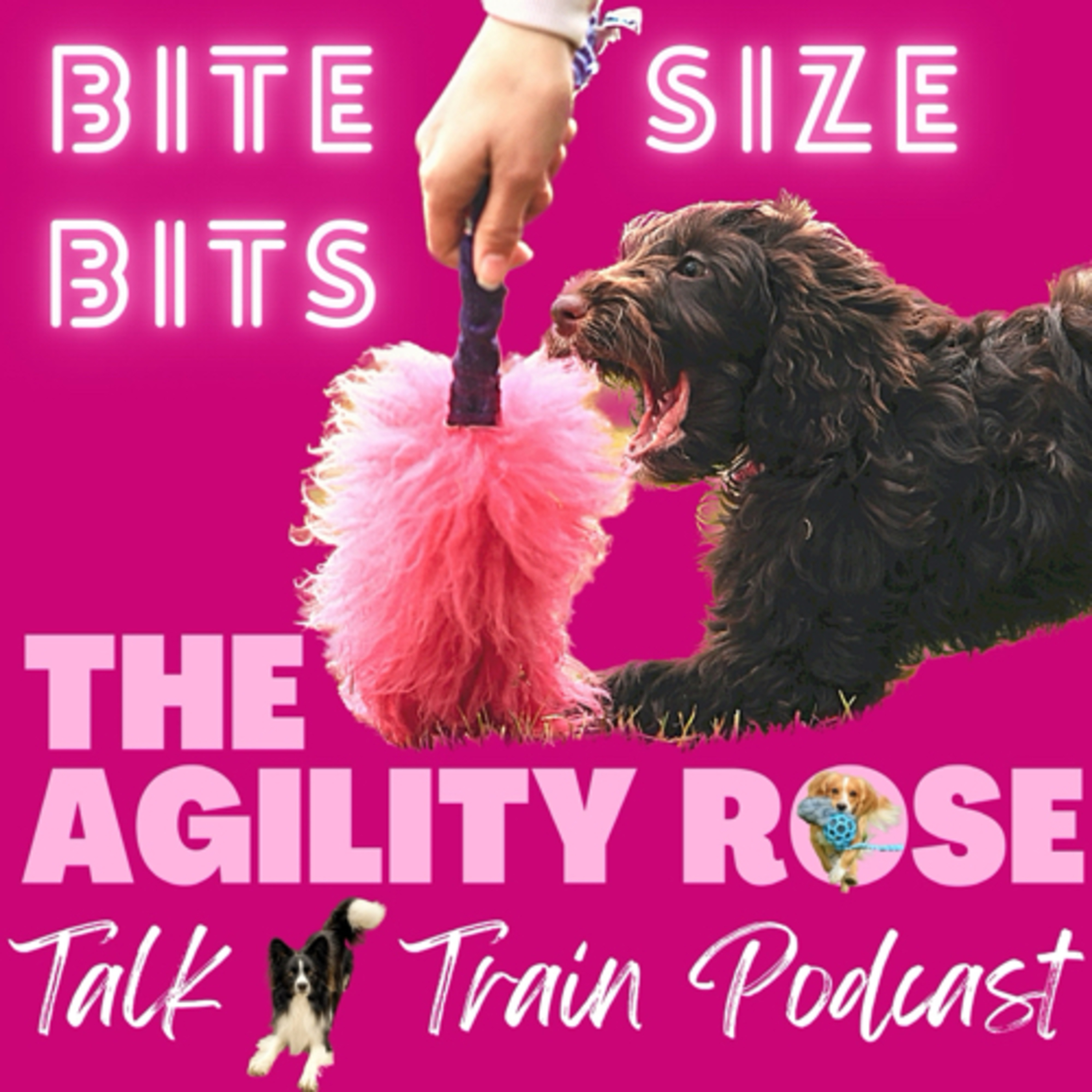 The Agility Rose - Talk n’ Train Podcast