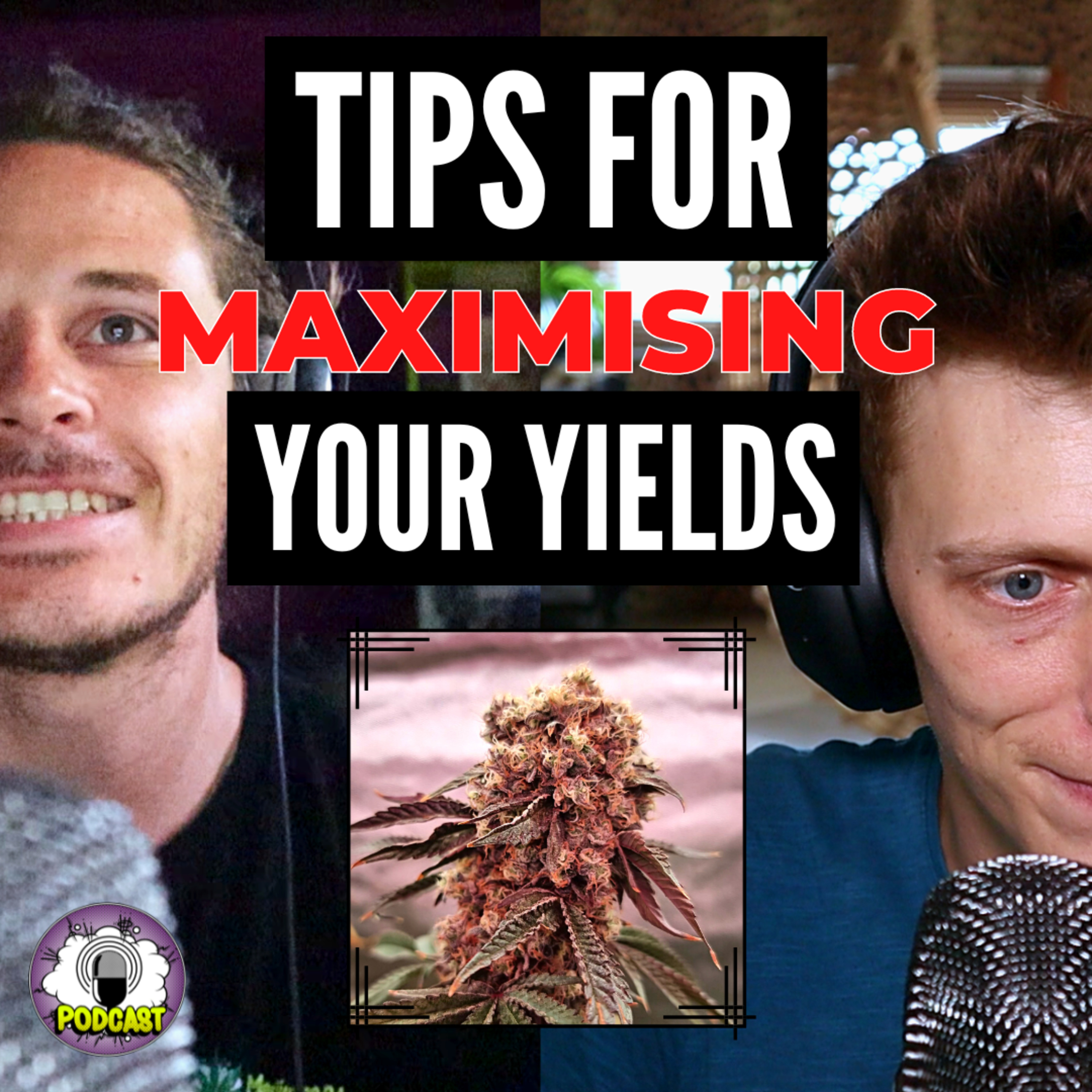 Maximizing Yields: Tips and Tricks for a Successful Flowering Period - EP191 — Marijuana SA Weekly