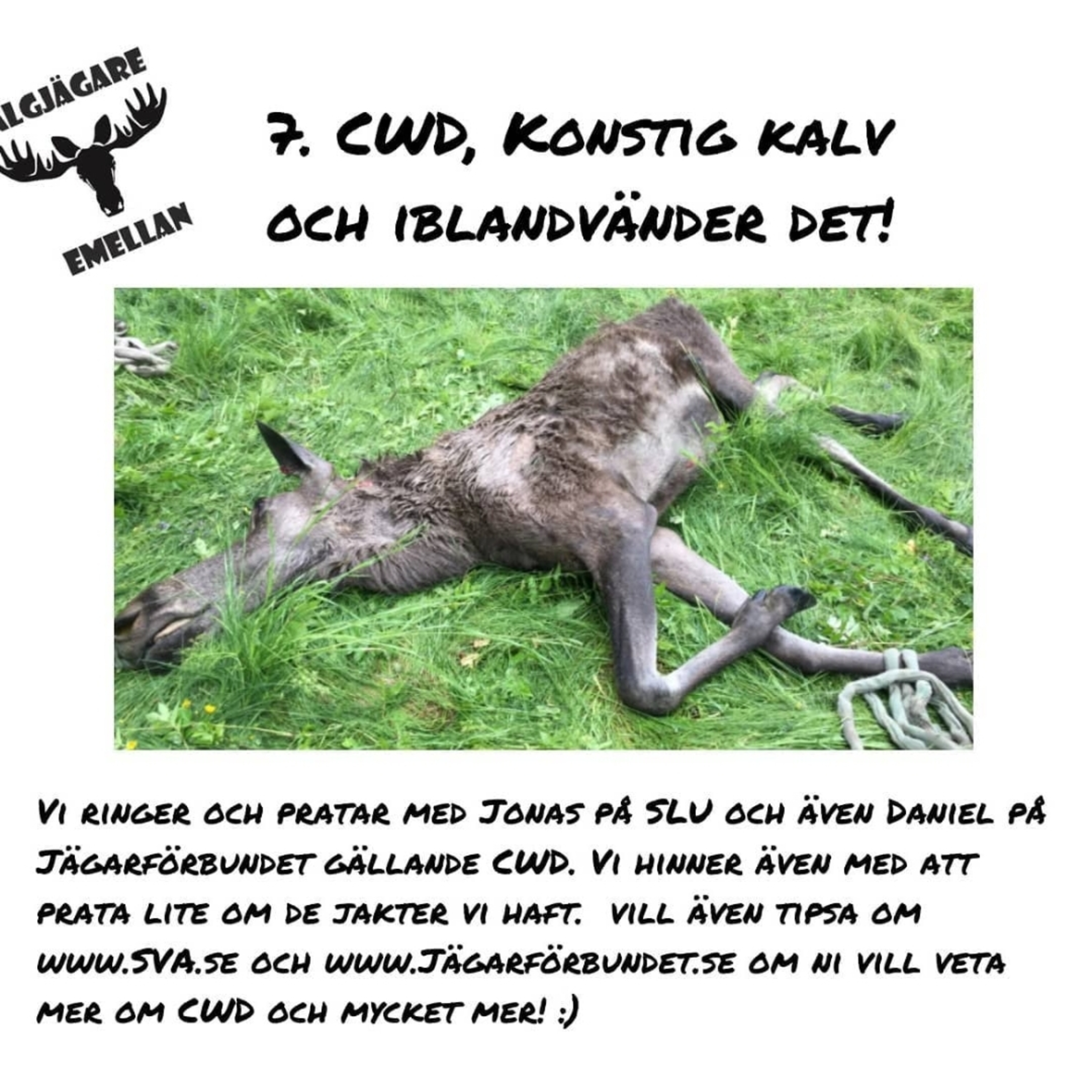 7.CWD, Konstig kalv och ibland vänder det! episode artwork
