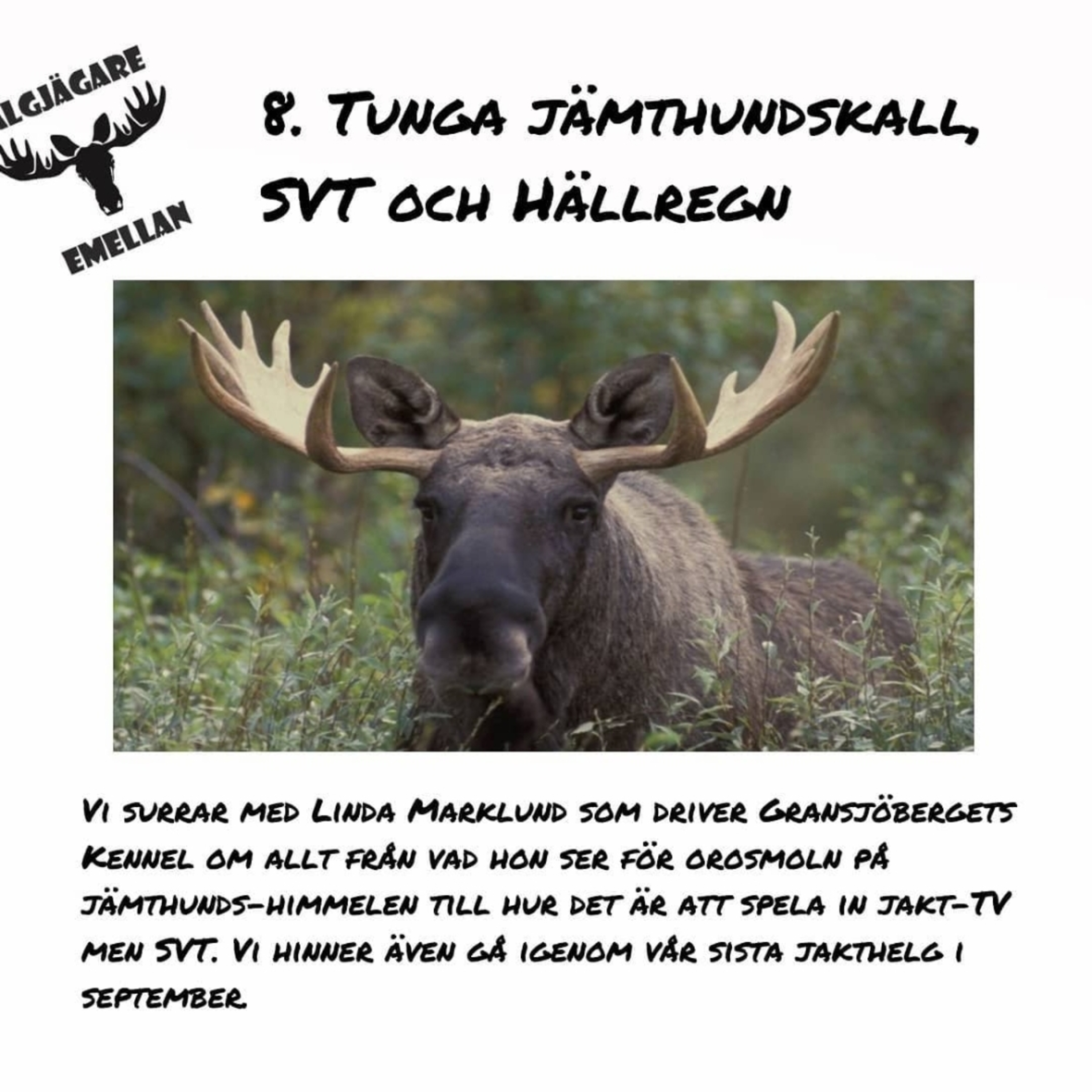 8. Tunga Jämthundskall, SVT & Hällregn episode artwork