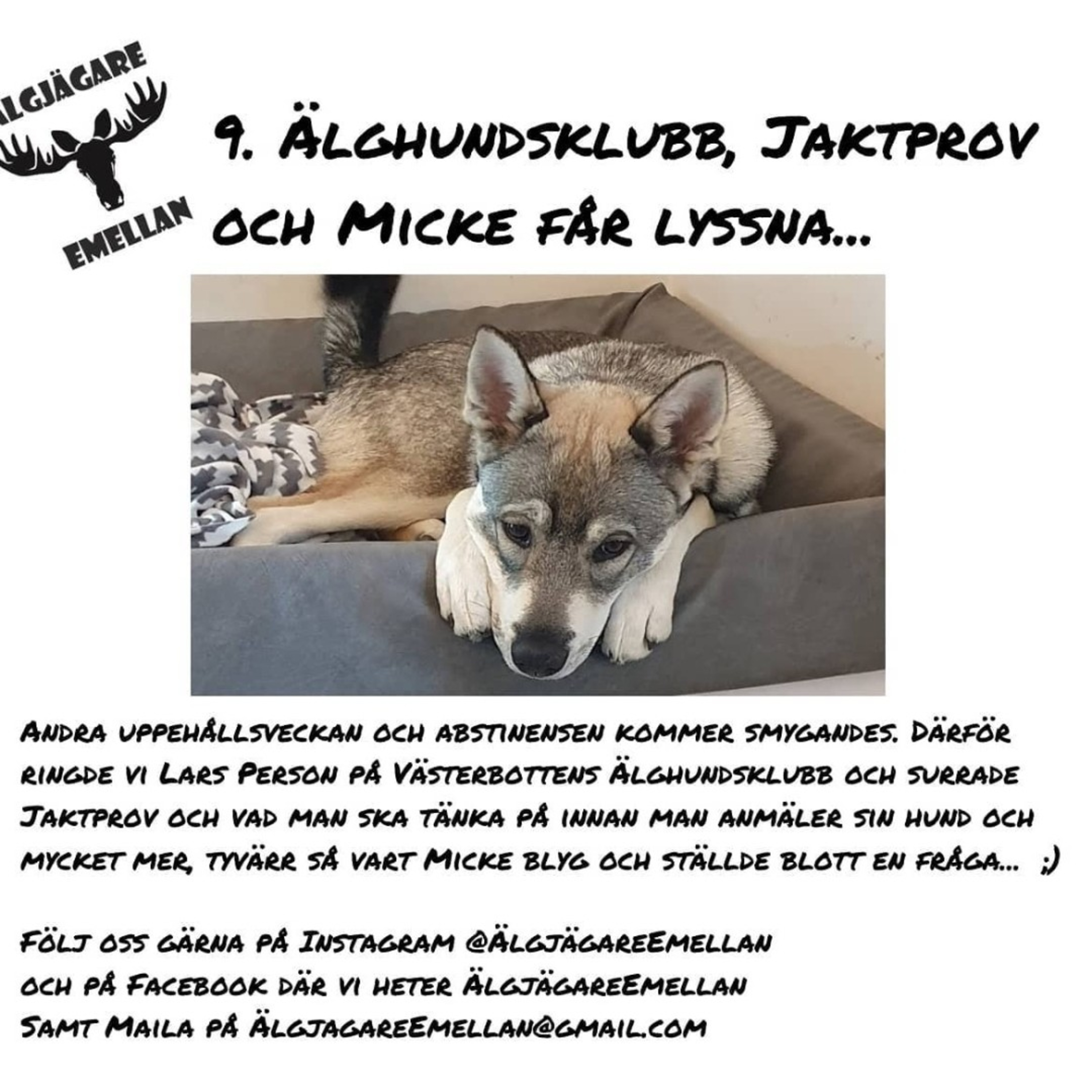 9. Älghundsklubb, Jaktprov & Micke får lyssna... episode artwork