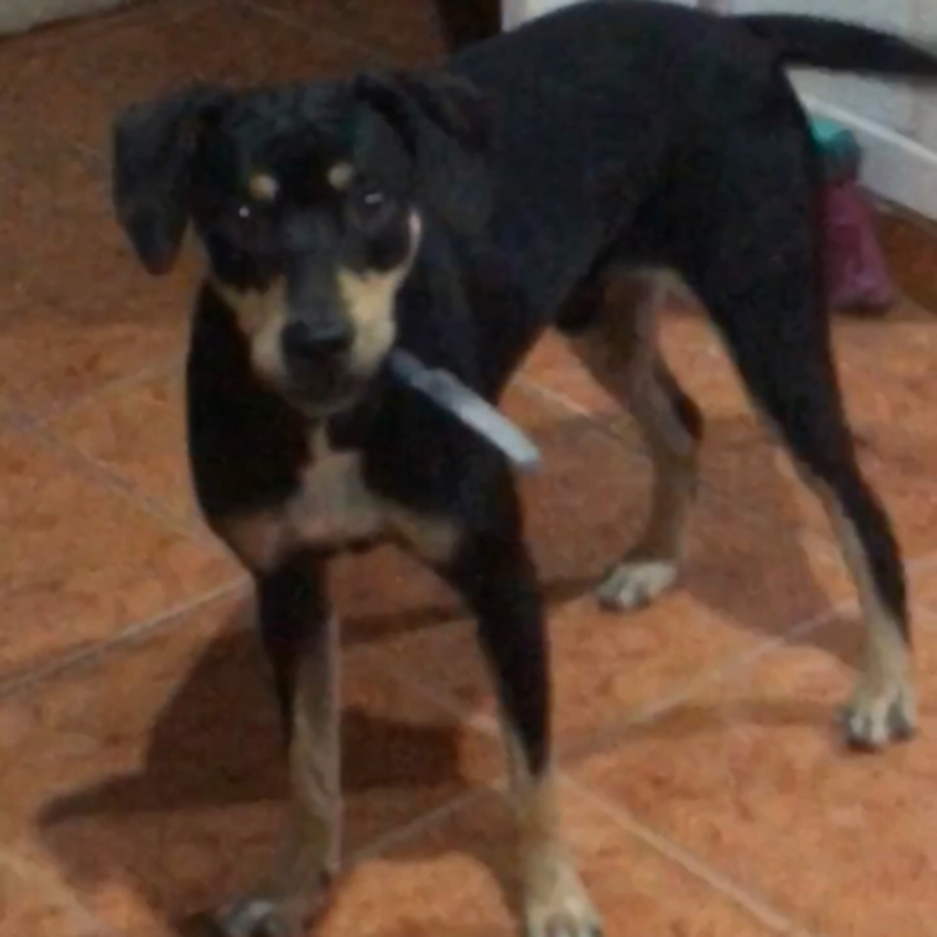 Olha a facaaaa!