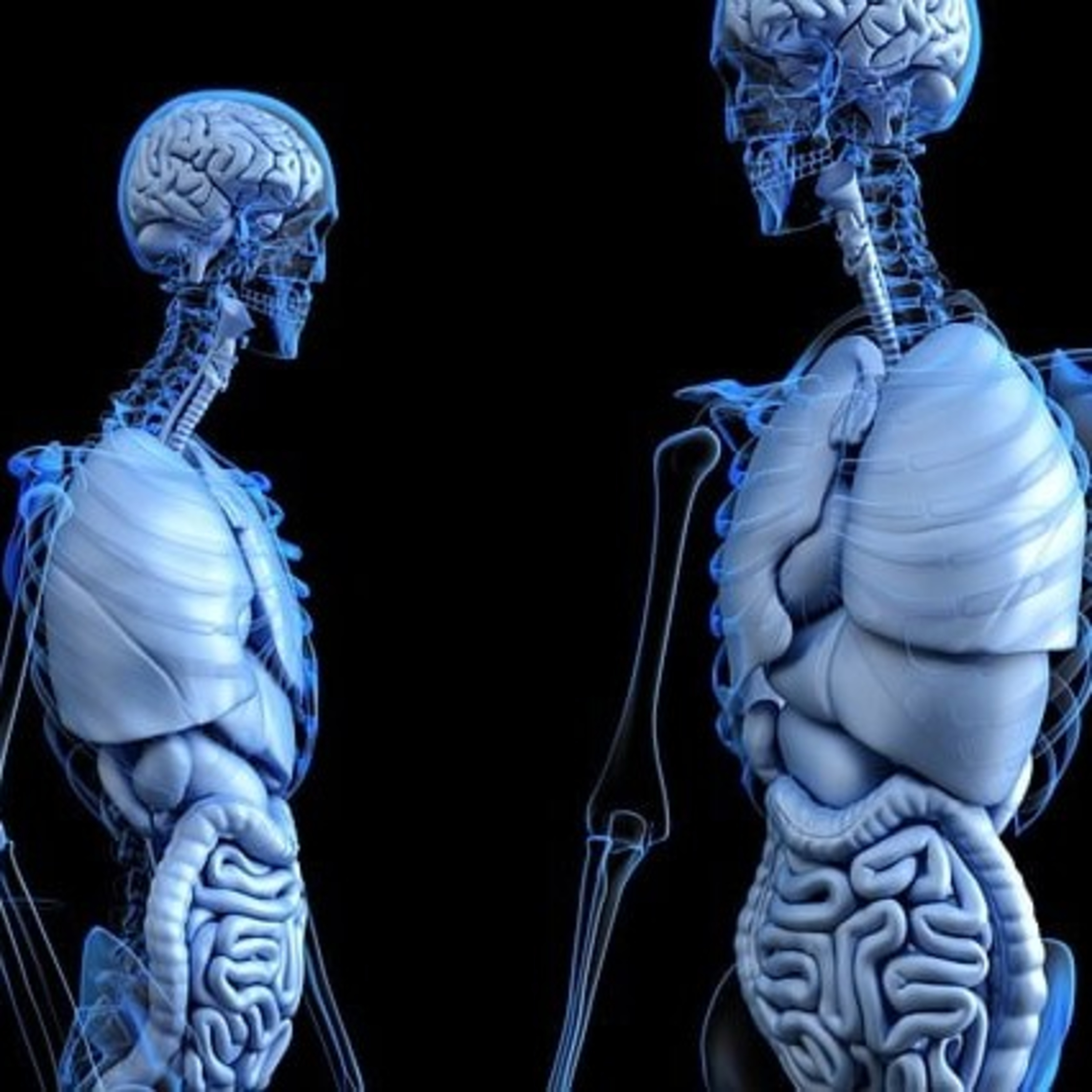 EP 249 Body Dissection on TV episode artwork