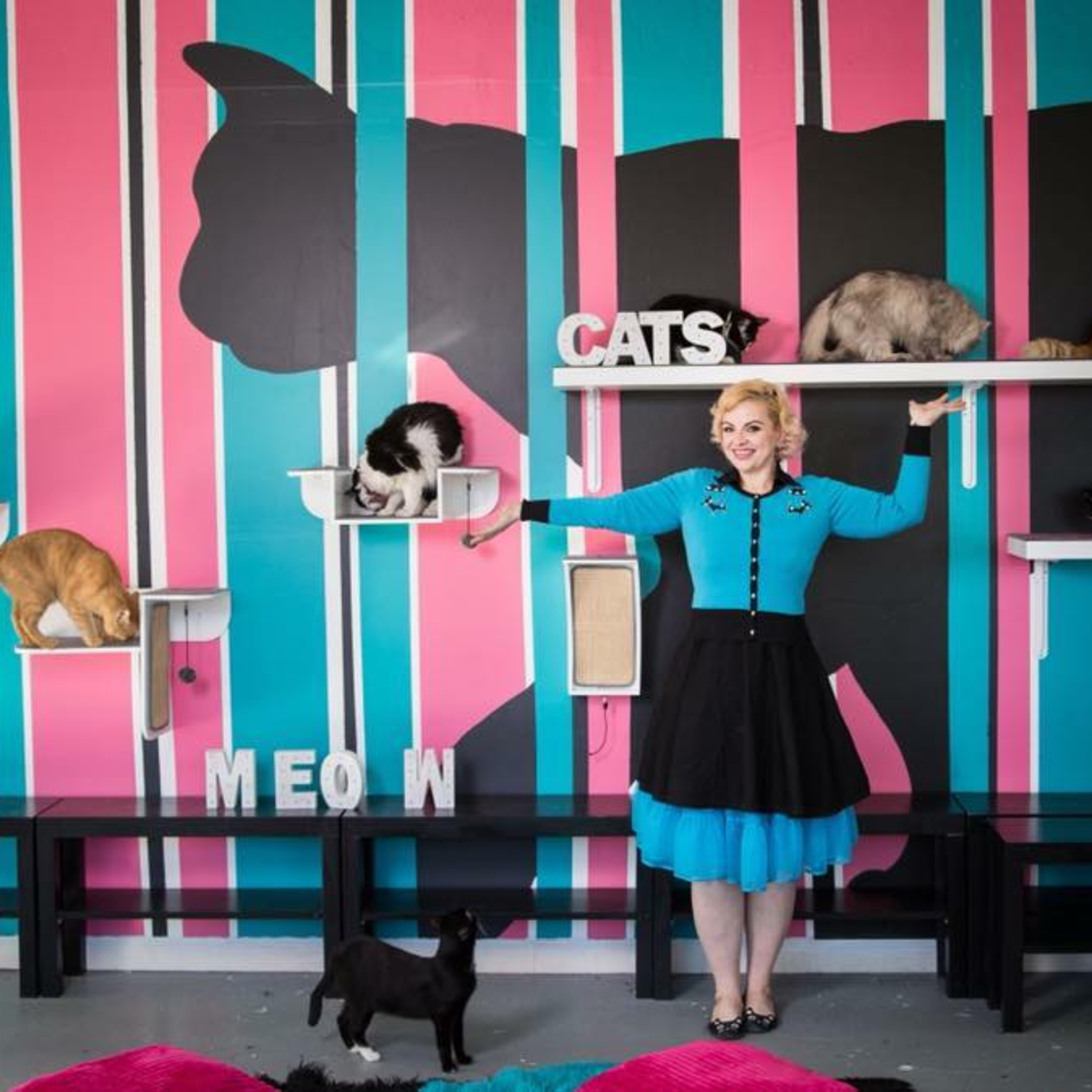 Practically Purrfect