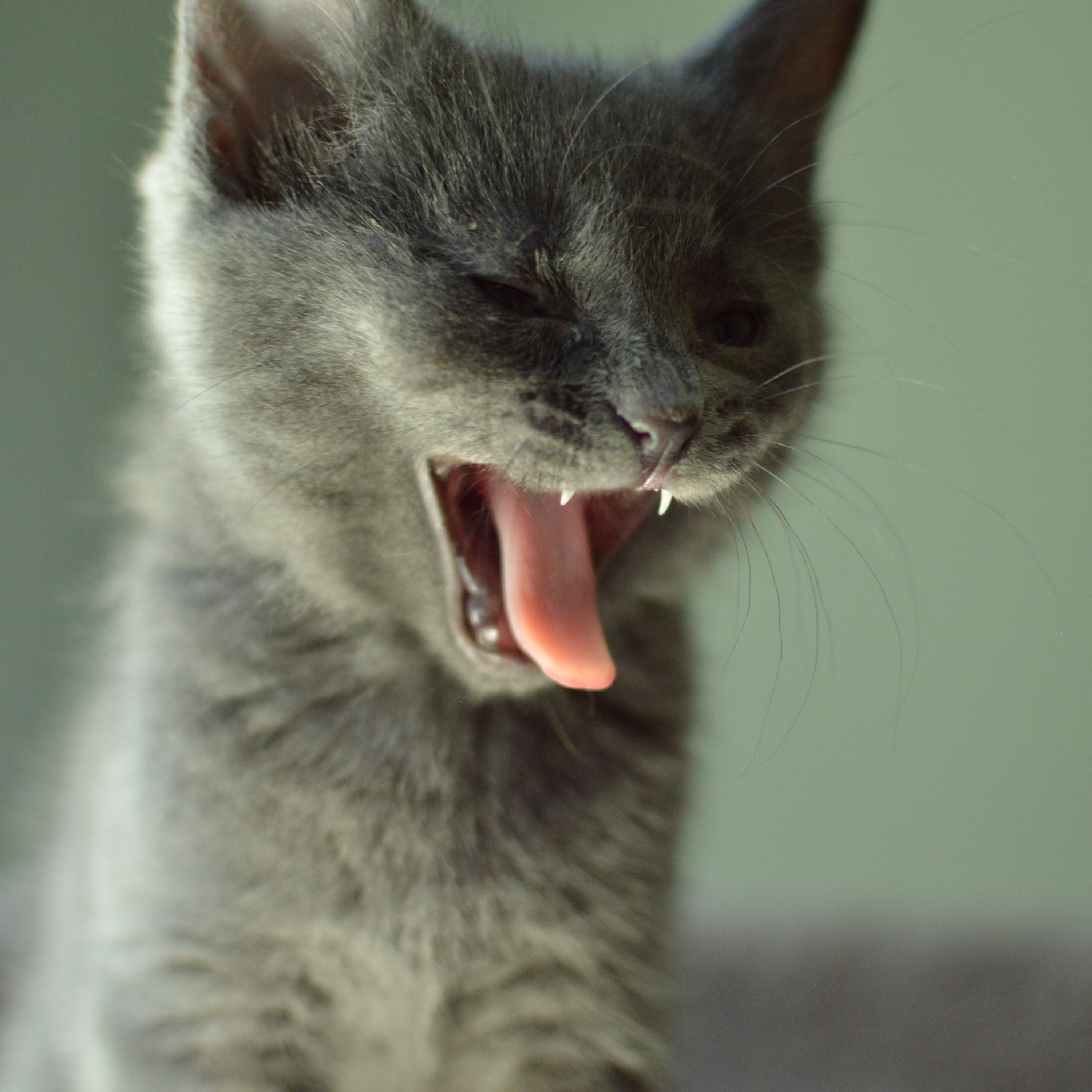 Practically Purrfect