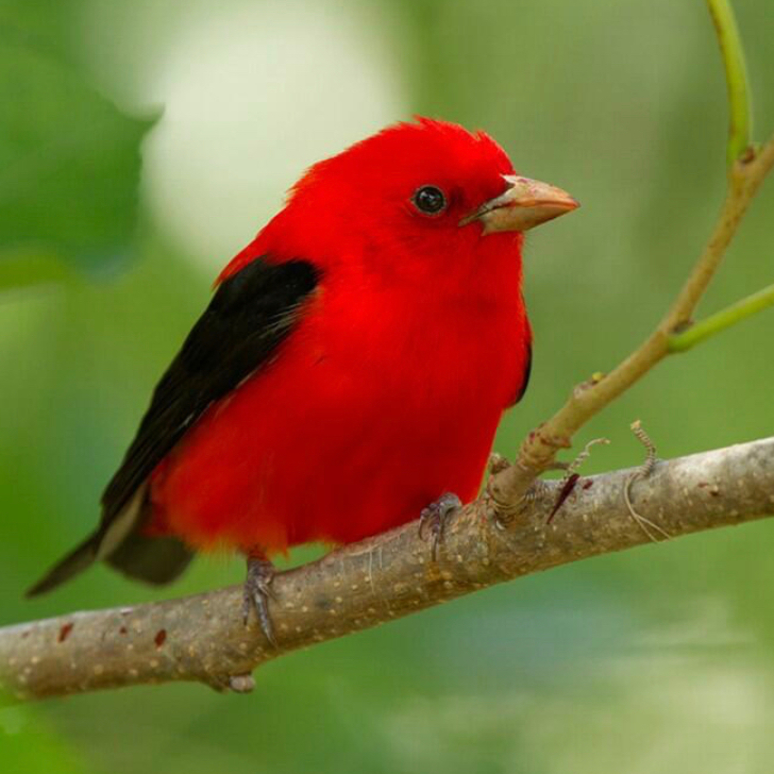Bird Facts