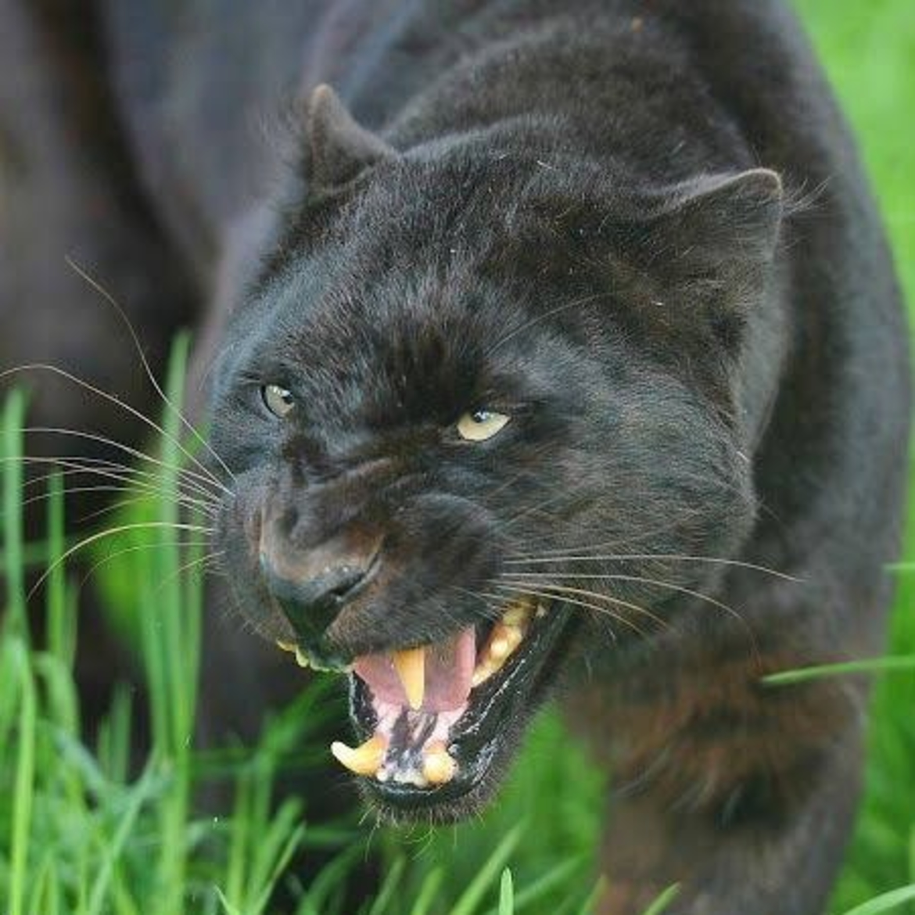Diga não a assimilação! Uma lição dos animais ferozes