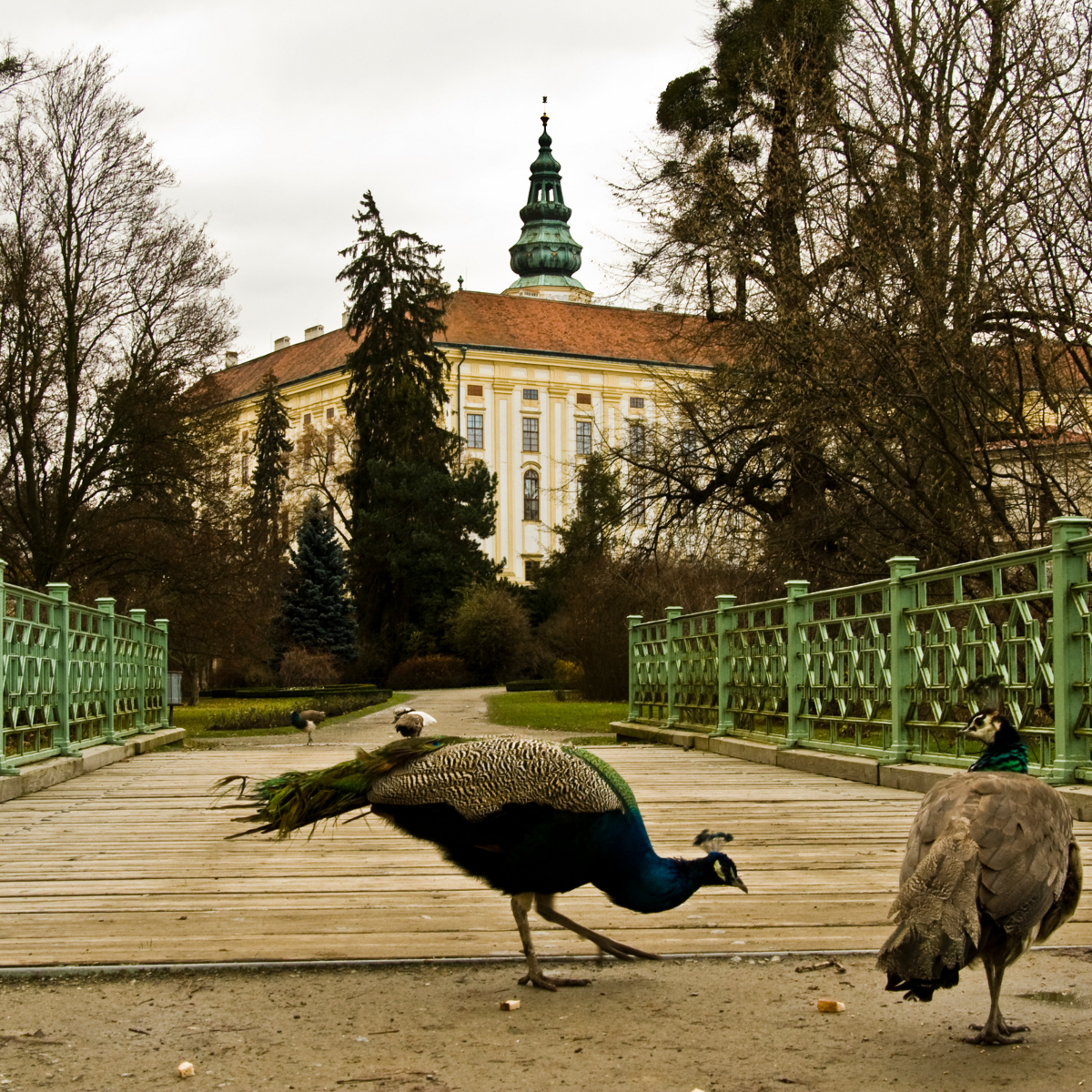 Czech Life