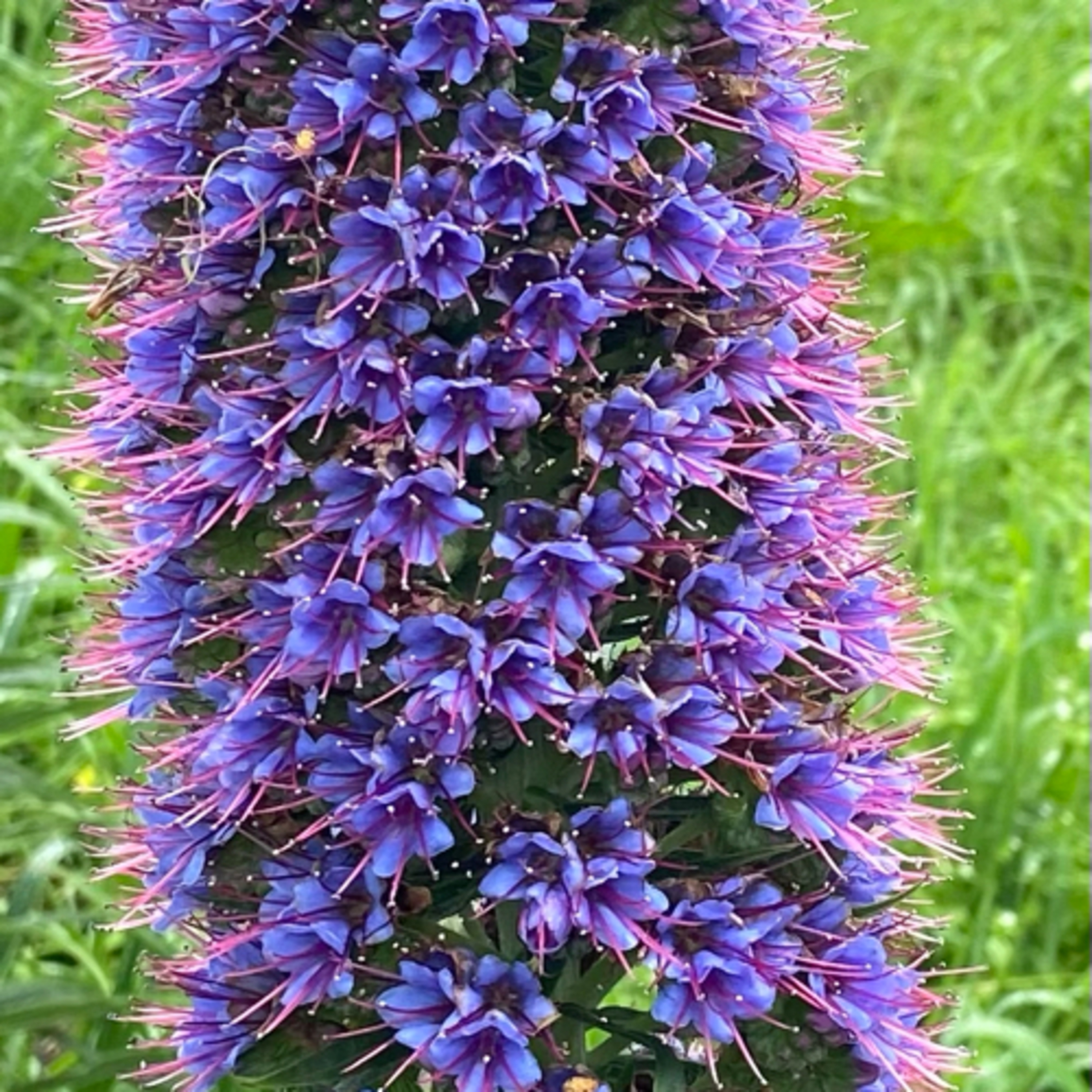 Holistic Healing Podcasts