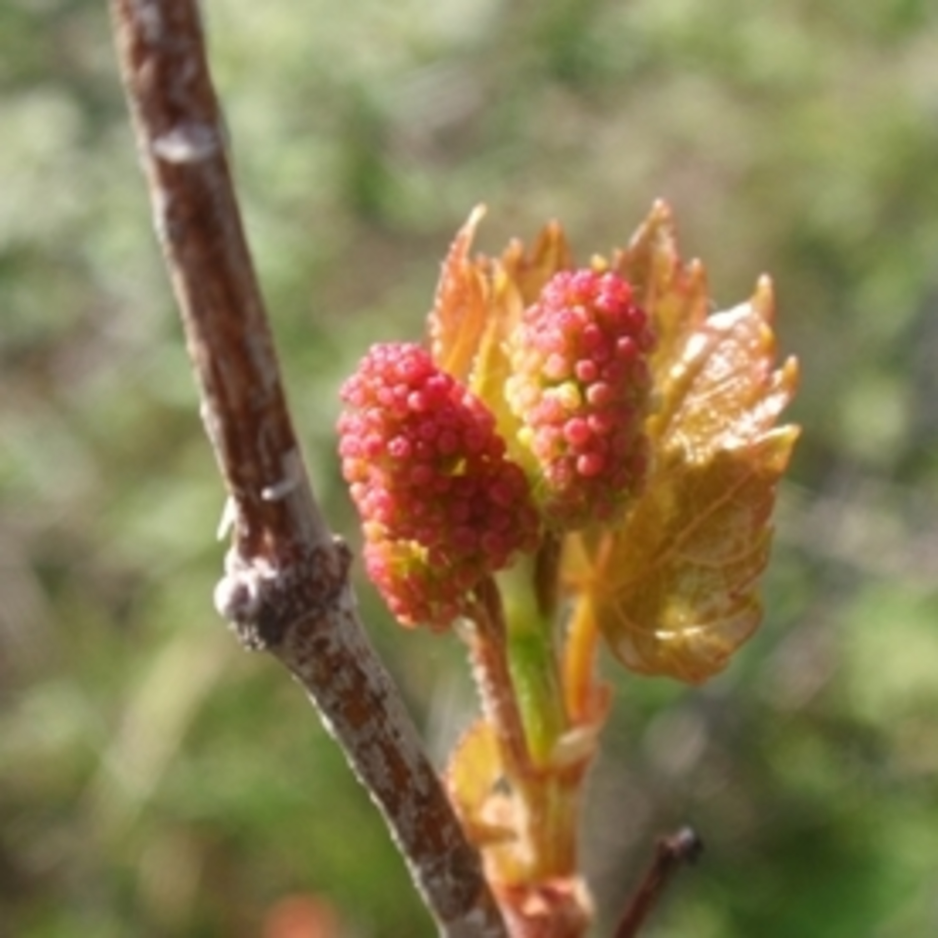 Pensée à méditer - L'entropie relationnelle