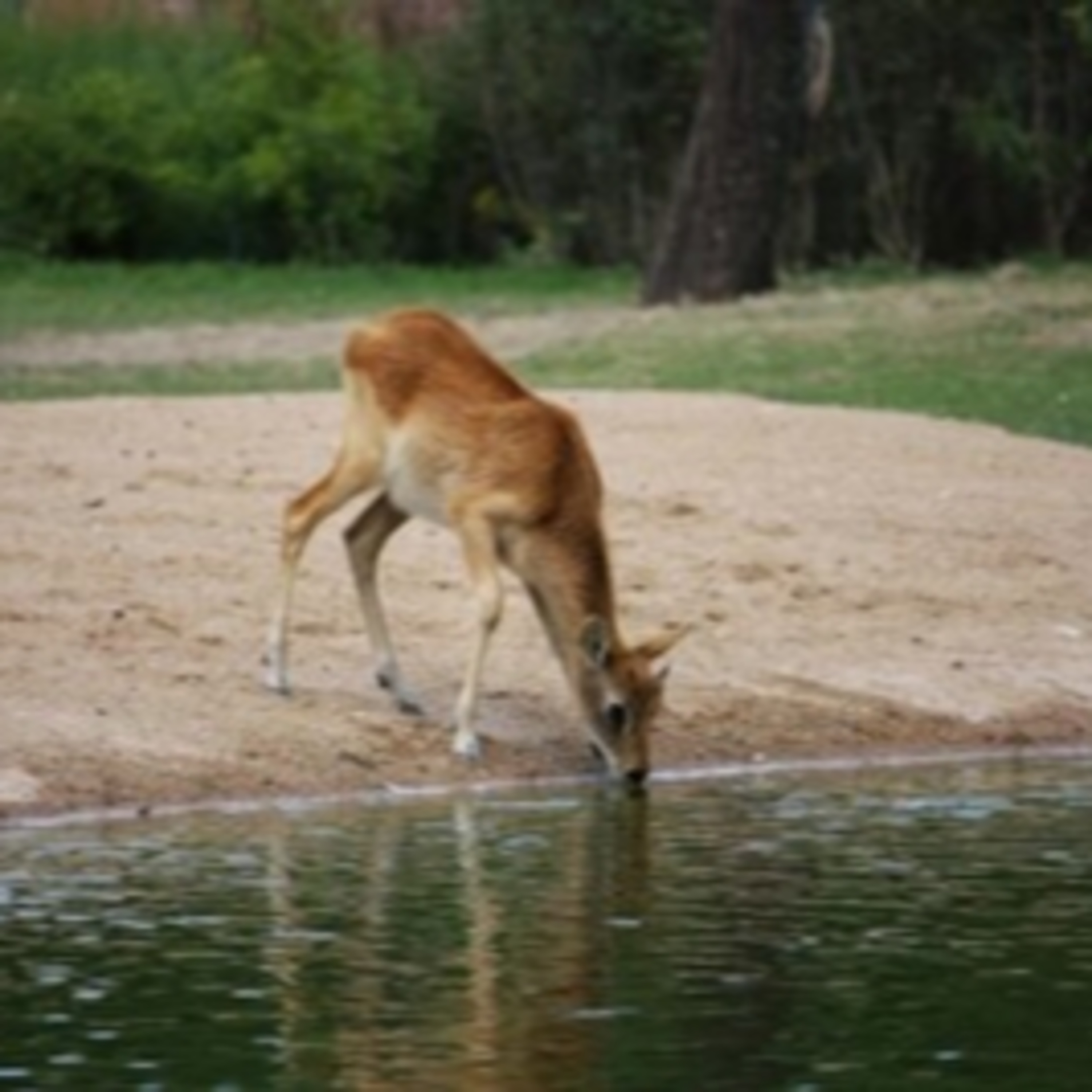 Pensée à méditer - Leçon animalière 2 - La biche episode artwork