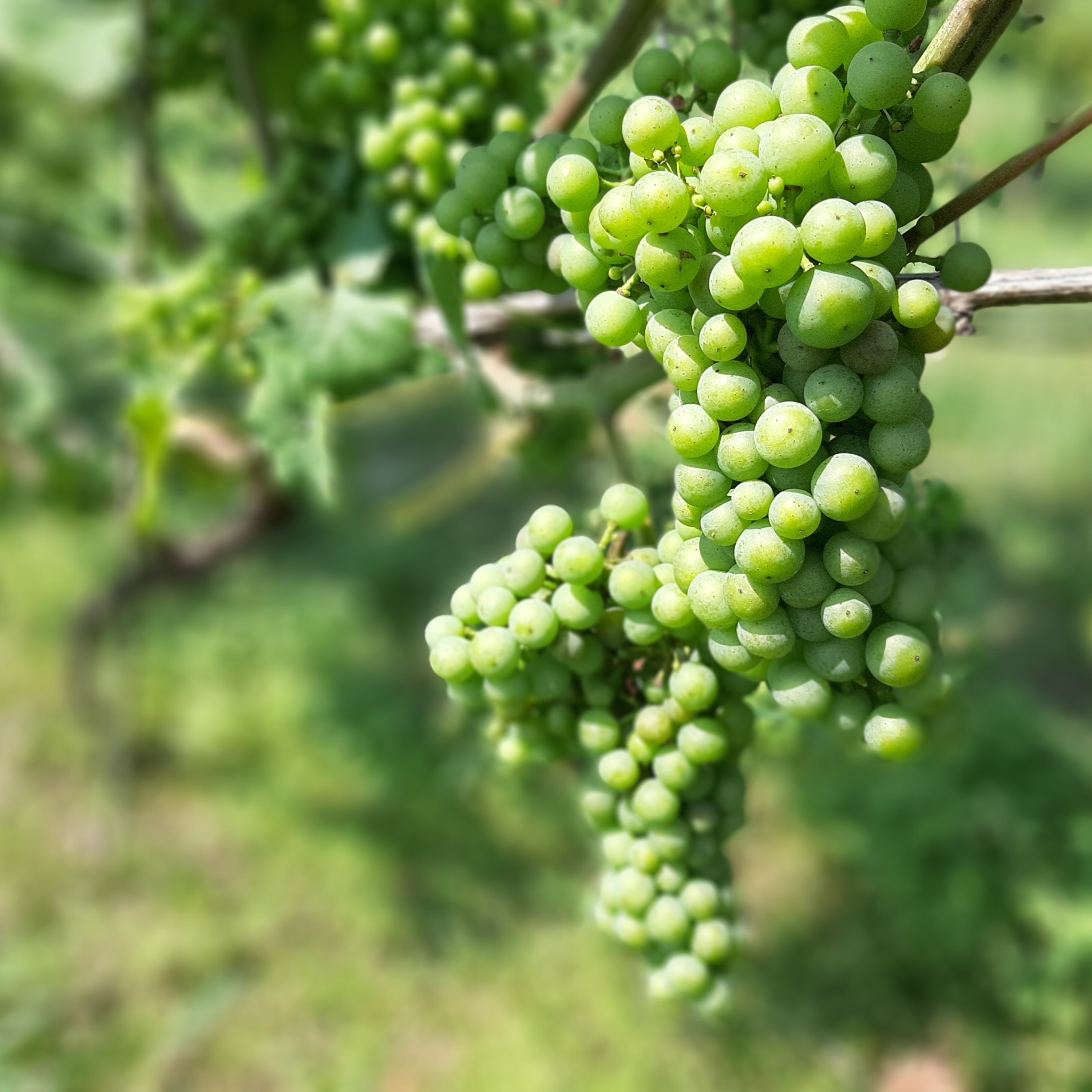 Monika Malec "Winnica lubi patrzeć na rzekę"