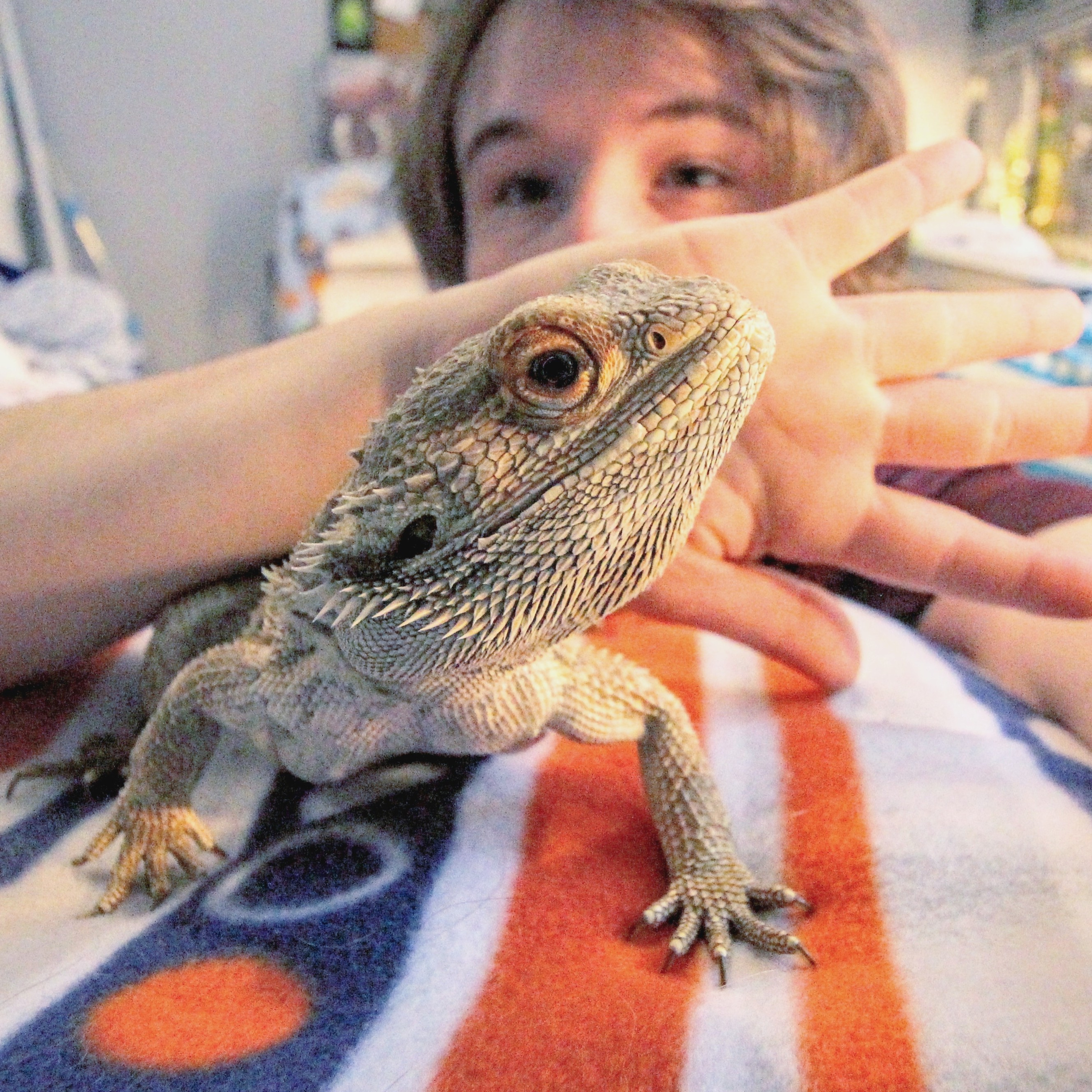Bearded Dragons 101 episode artwork