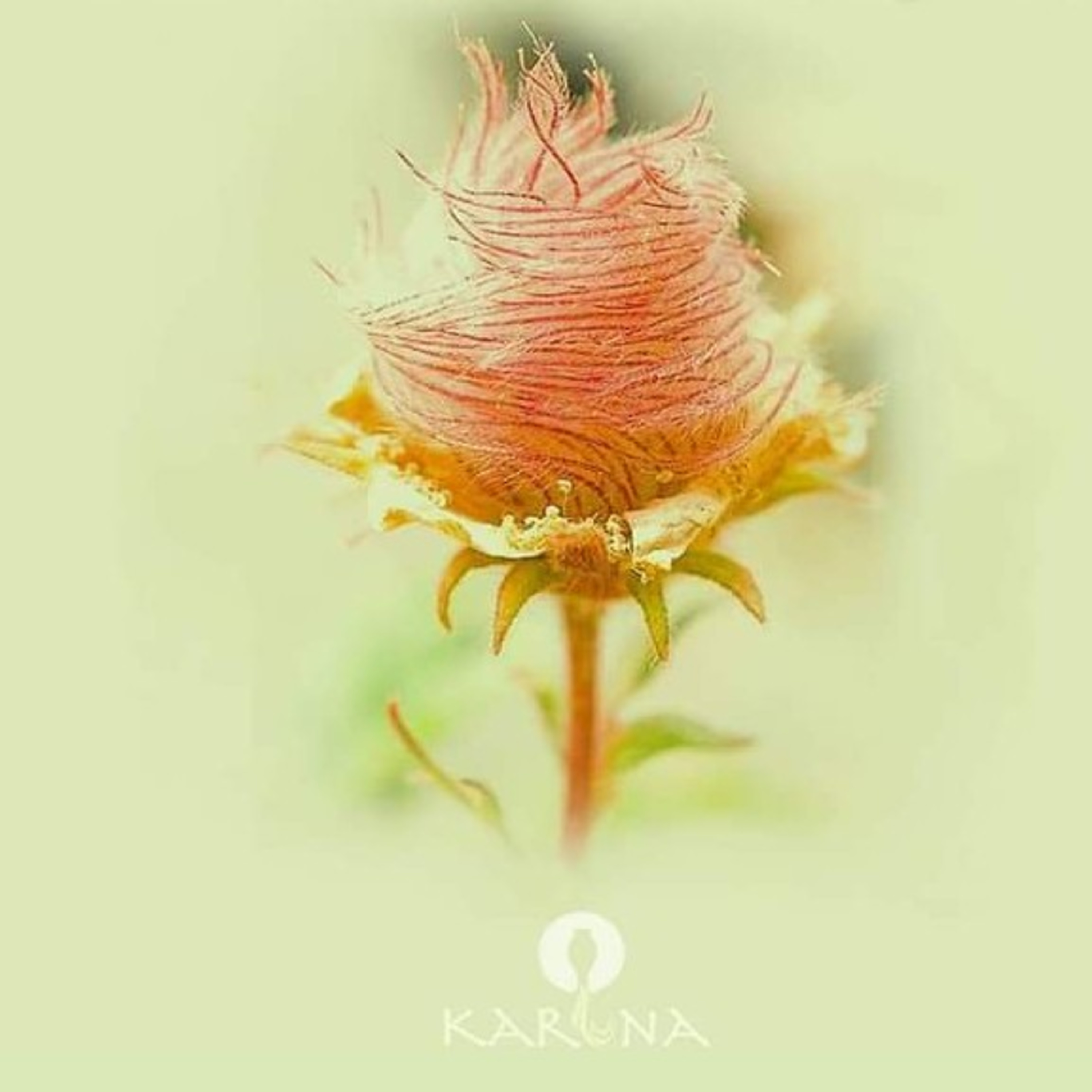 Karuna