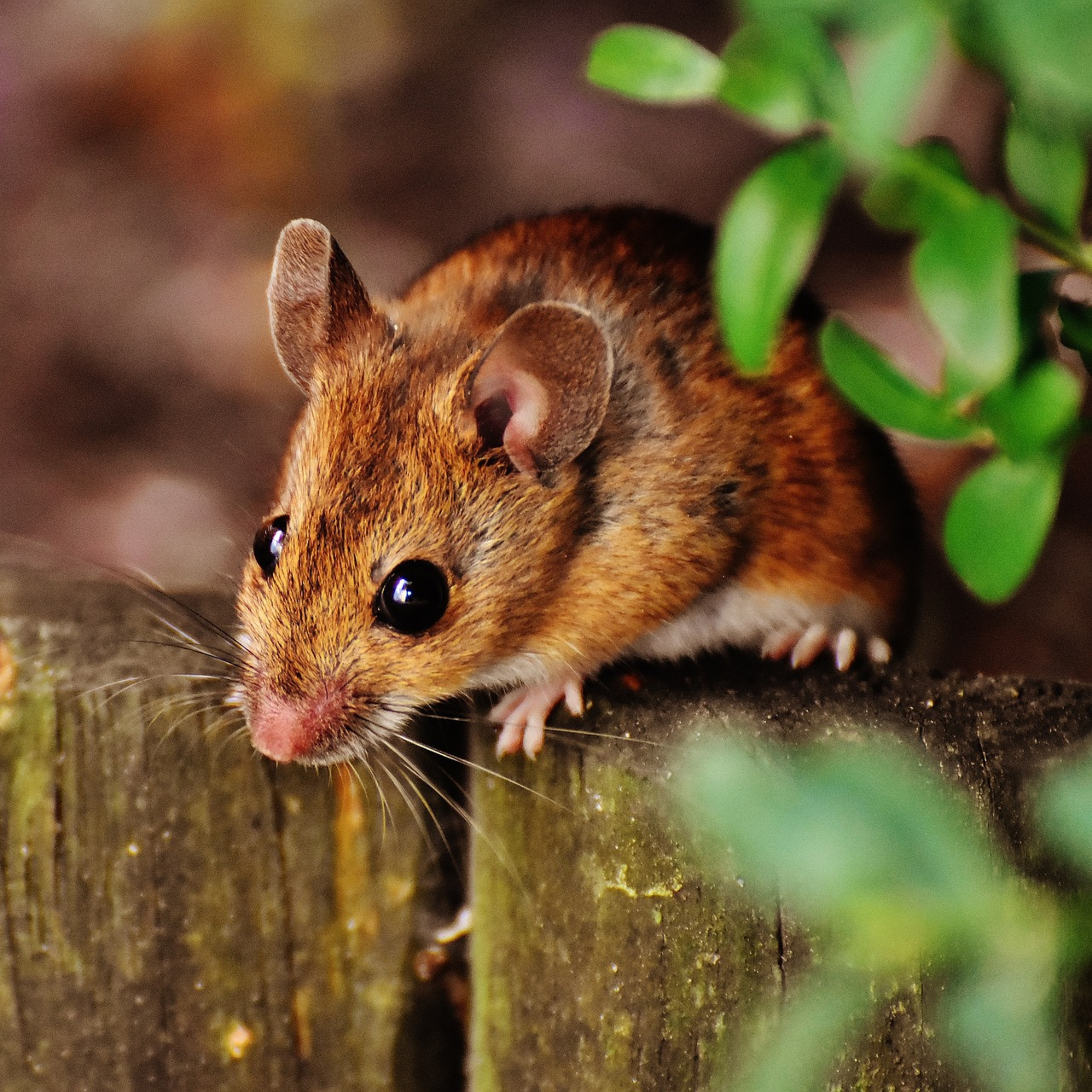 A Wee Natter