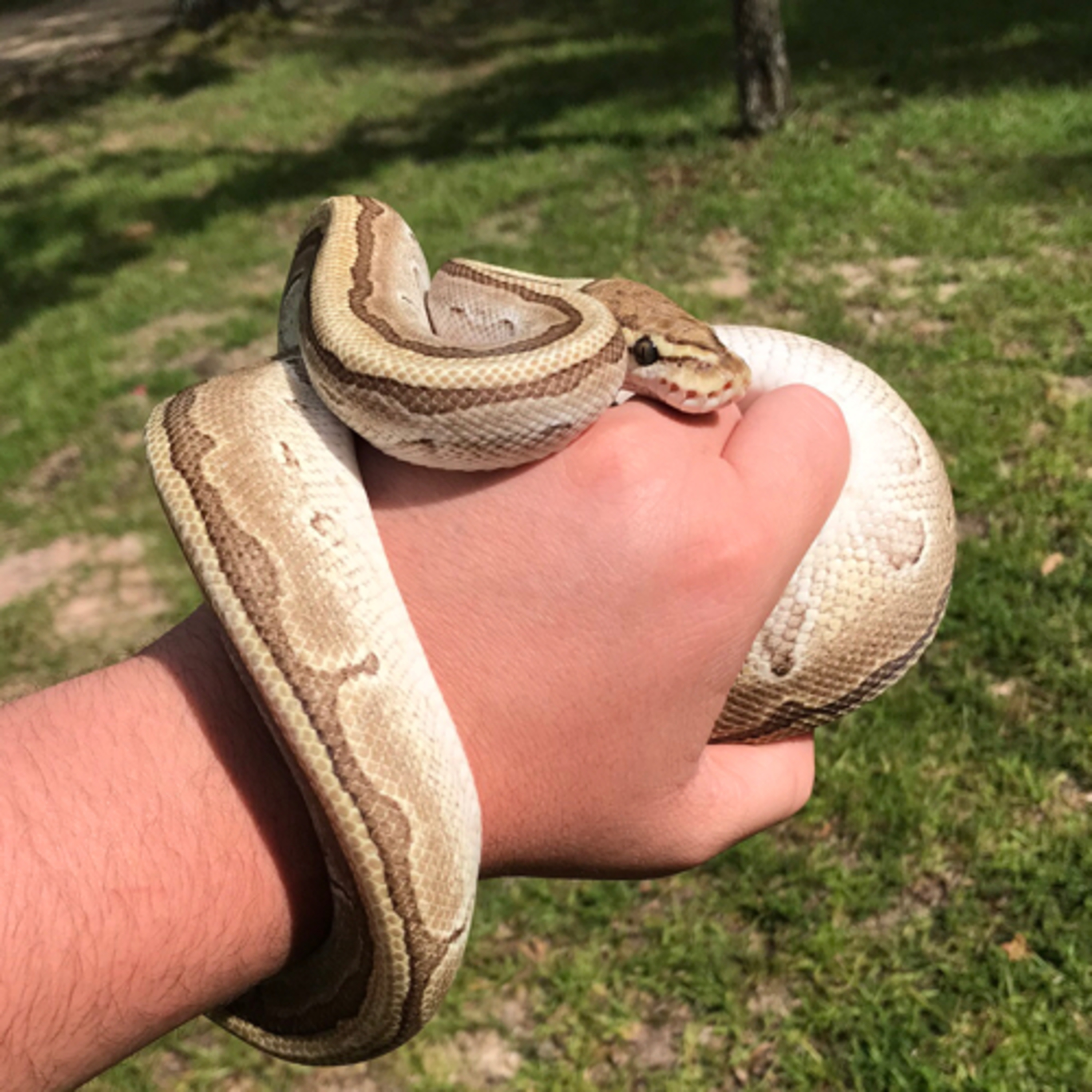 Why are reptiles cold blooded?