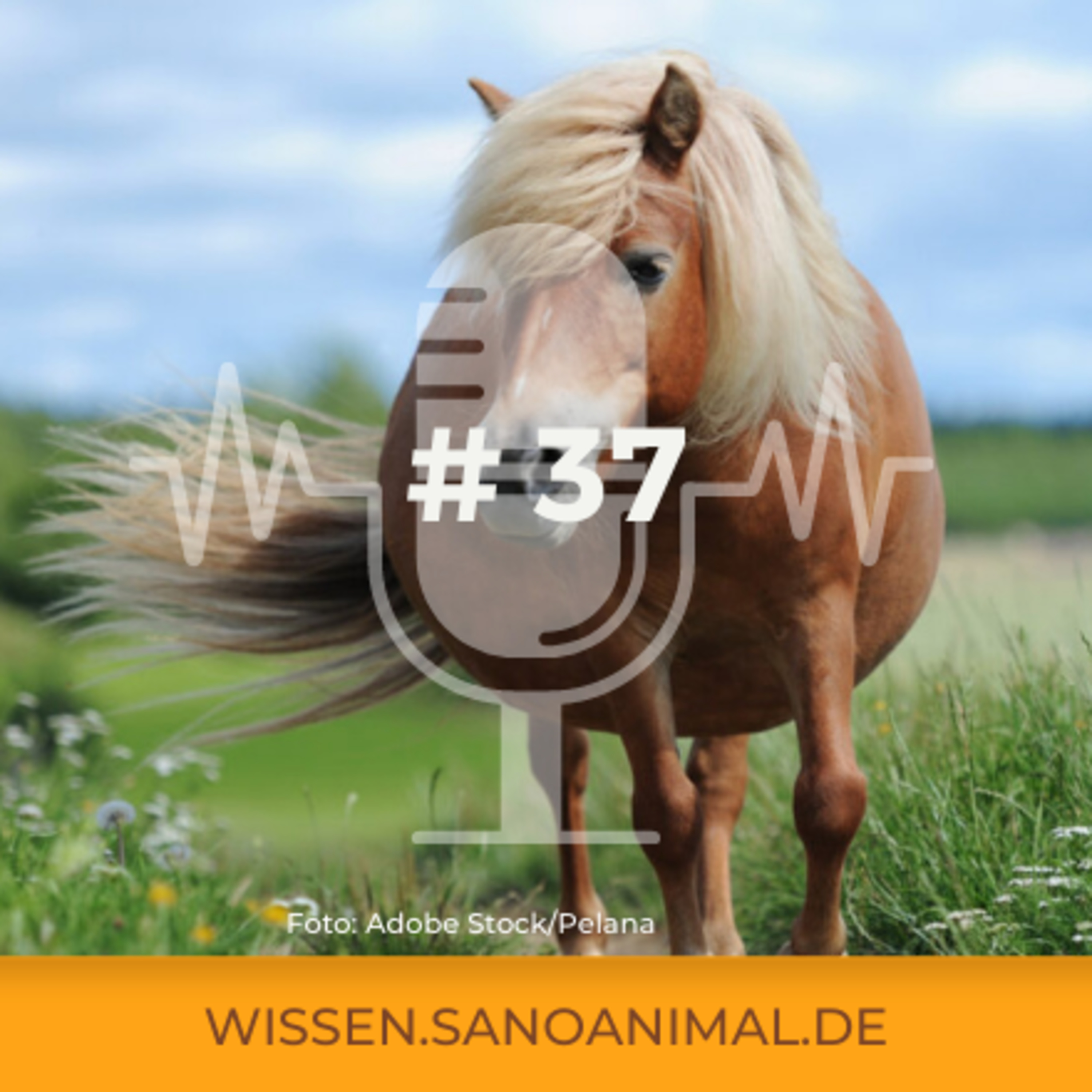 Sanoanimal Podcast #37 – Insulinresistenz – ein Wohlstandsproblem