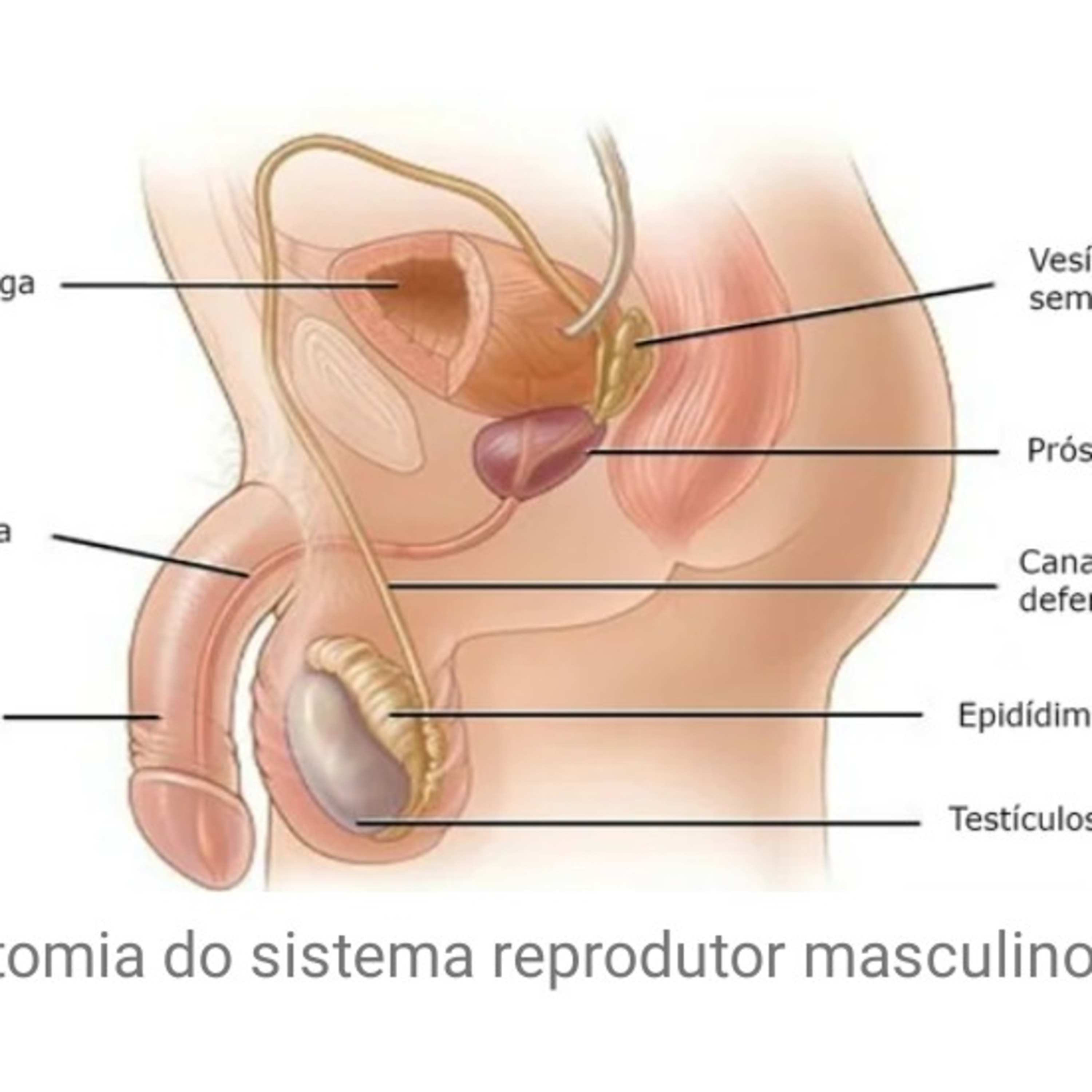 Reflexões sobre a criação de Oxalá e a reprodução humana  episode artwork