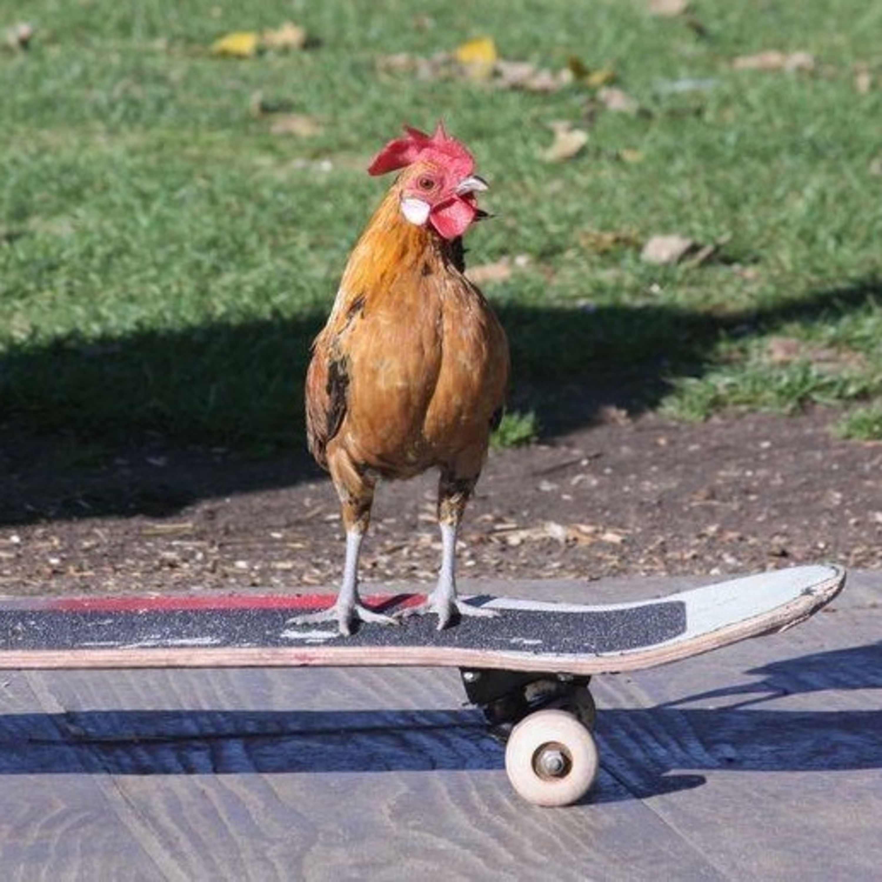 Galo de Kast