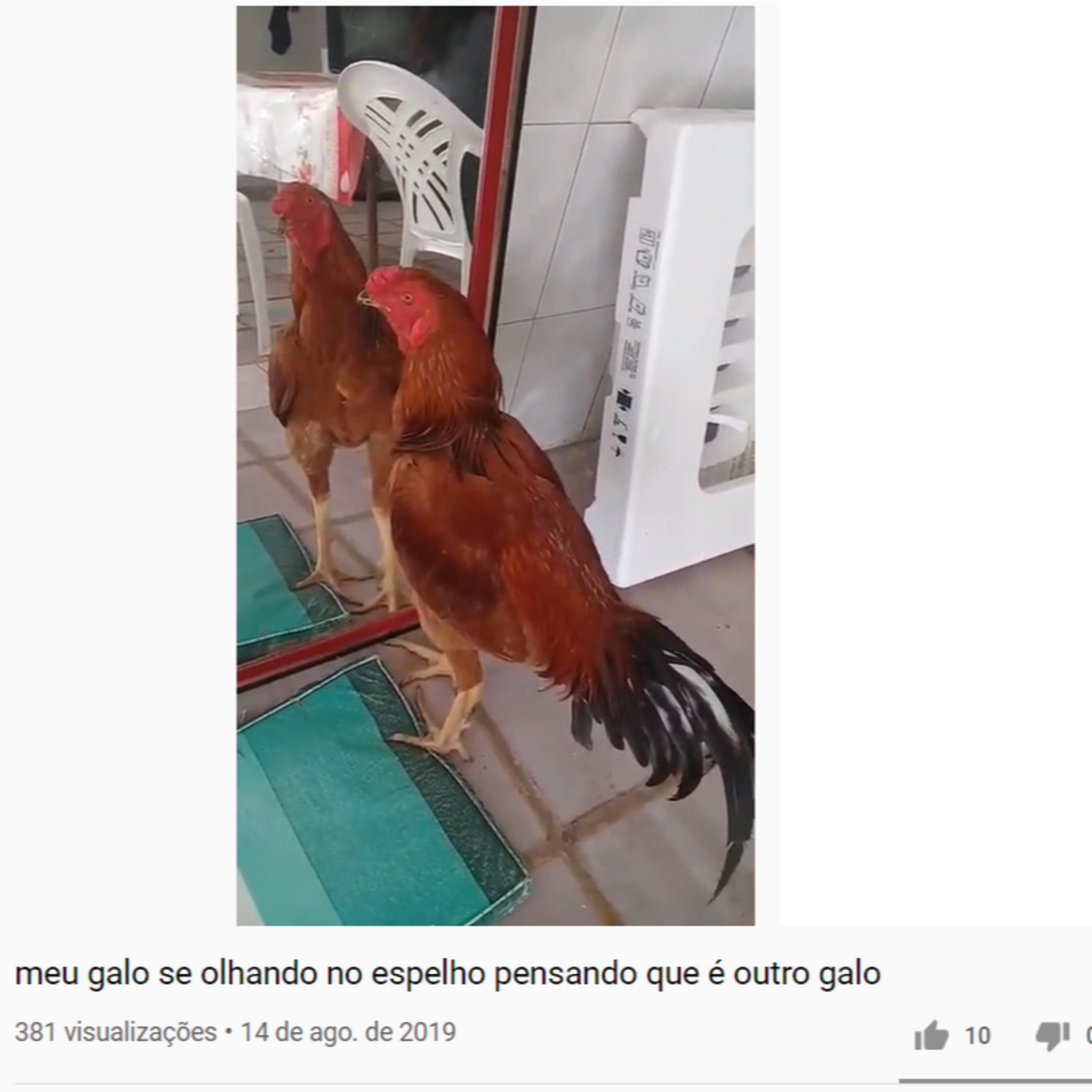 Galo de Kast