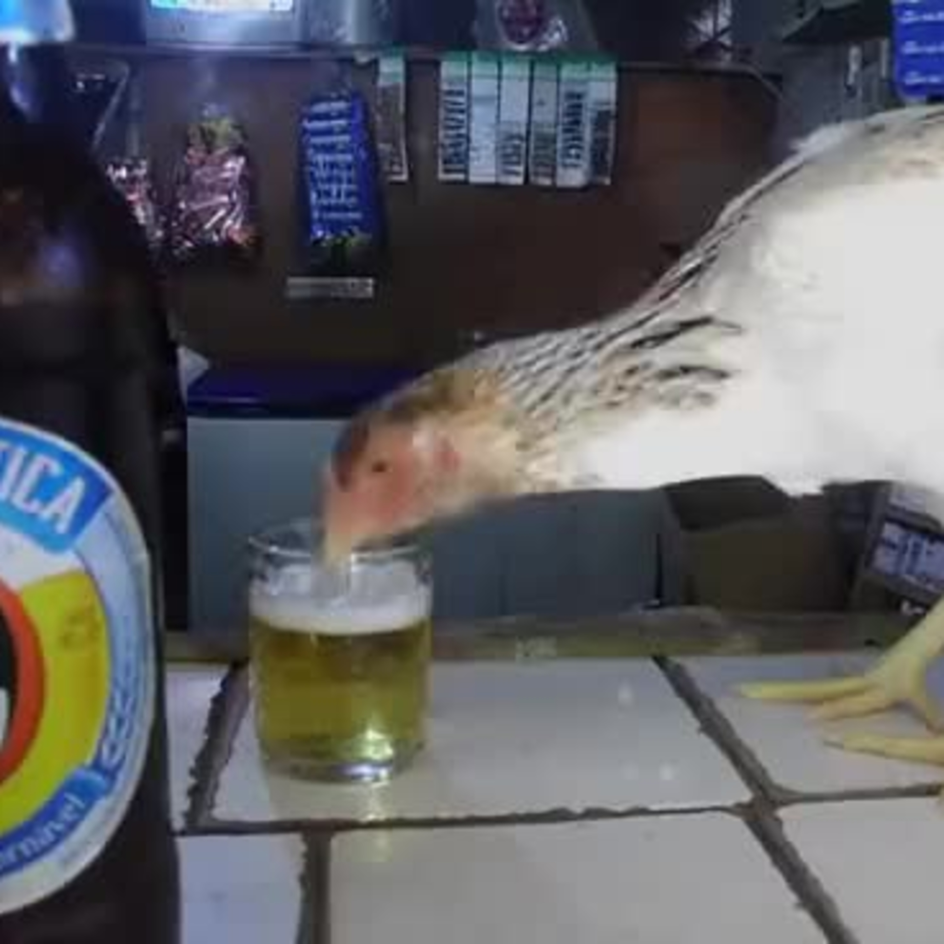 Galo de Kast