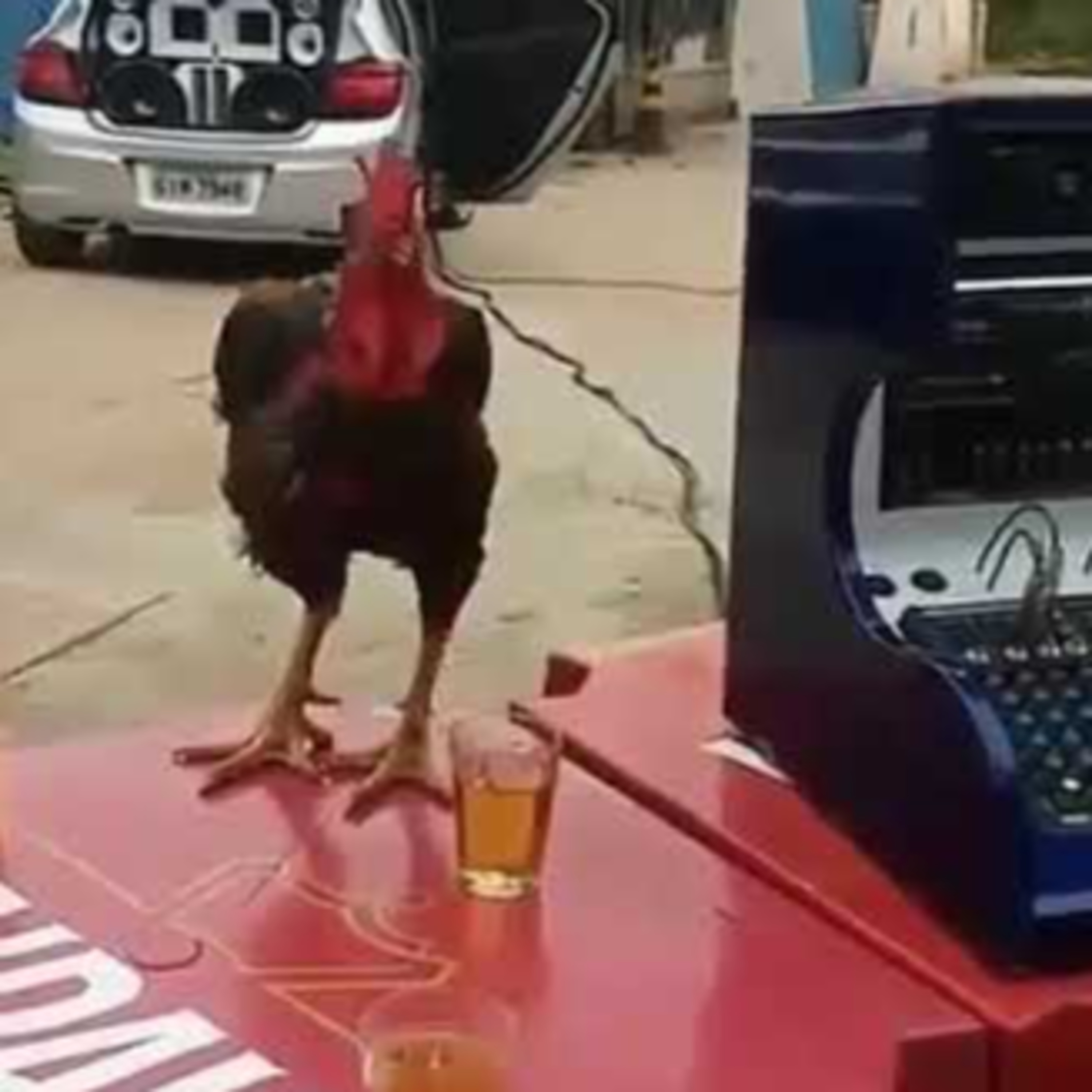 Galo de Kast