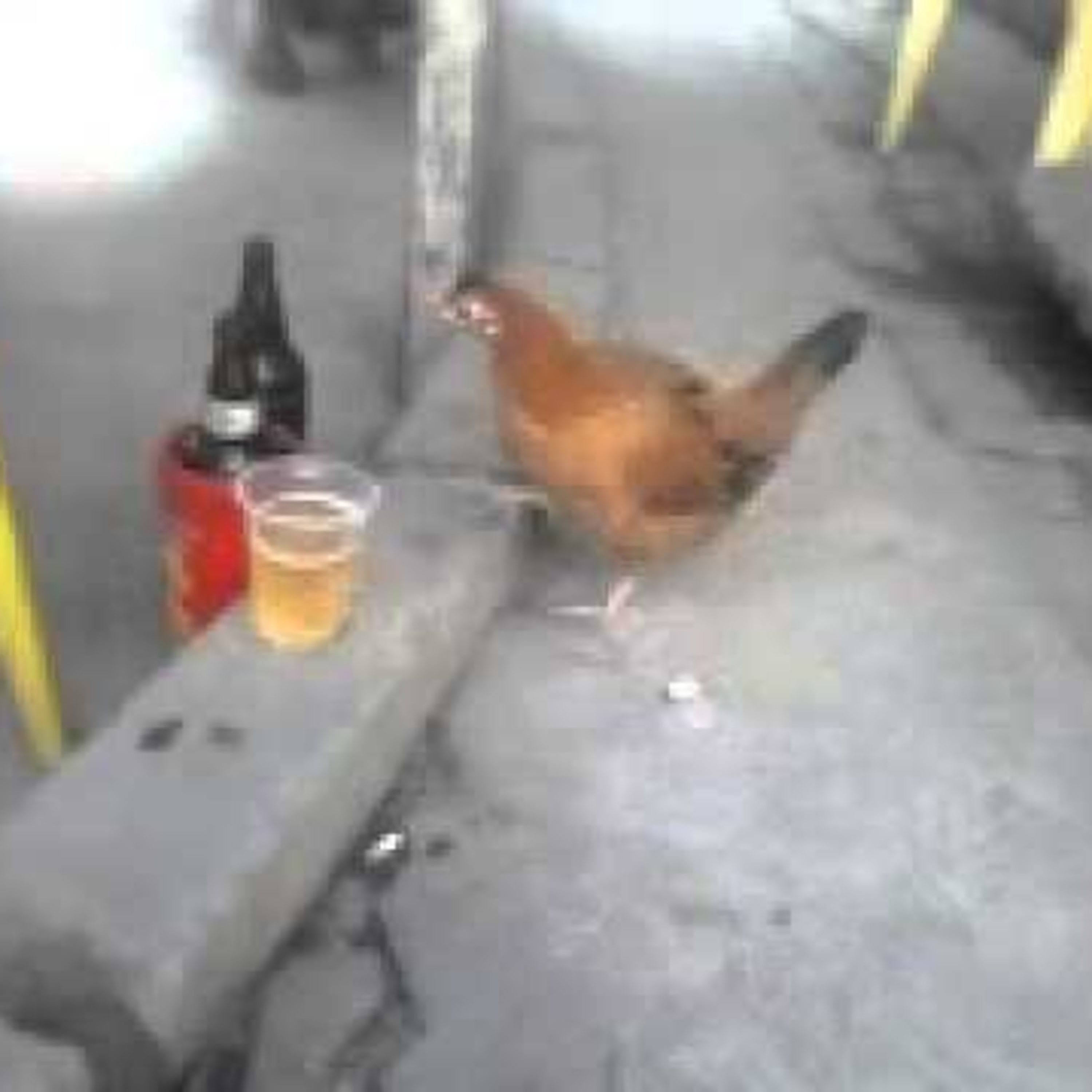 Galo de Kast