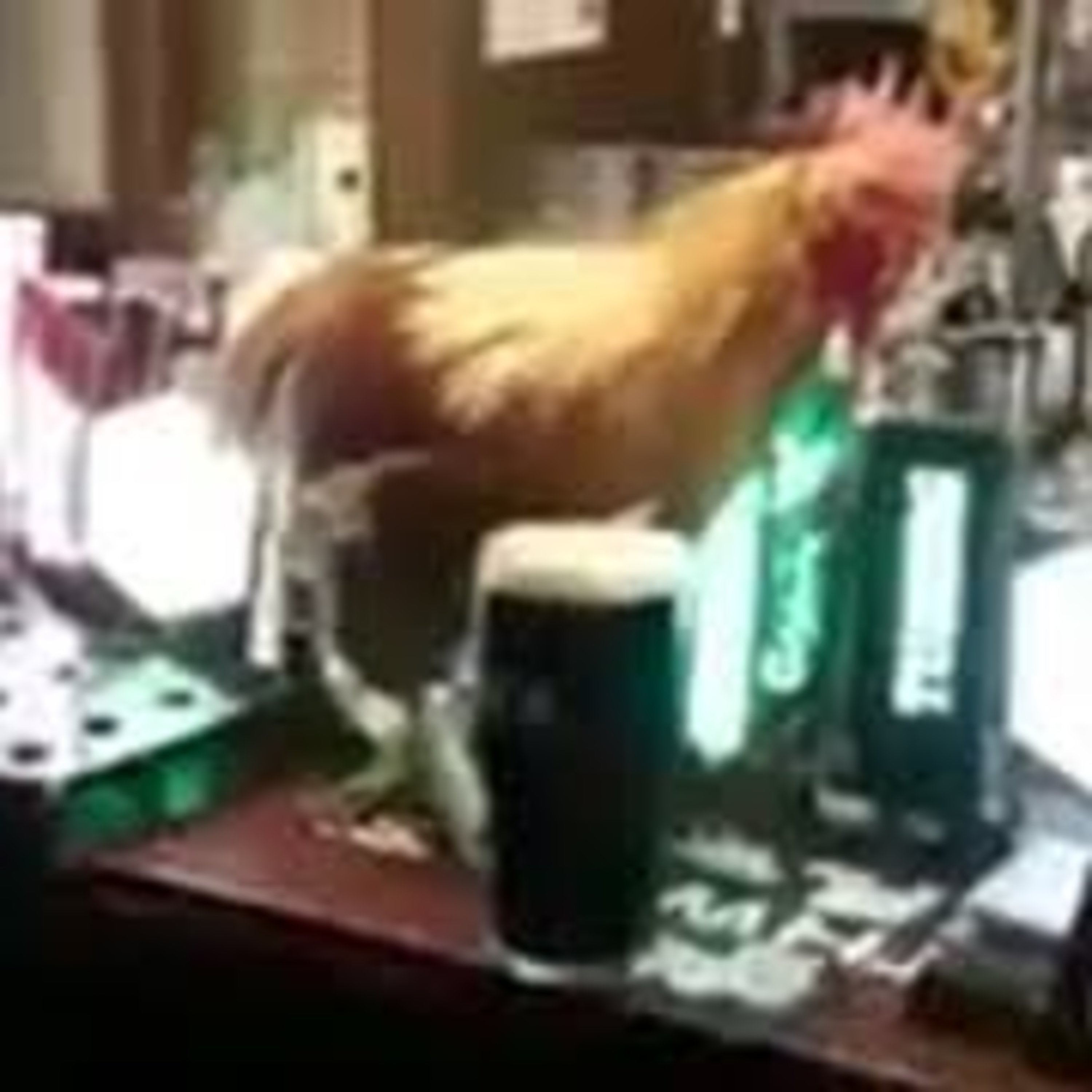 Galo de Kast