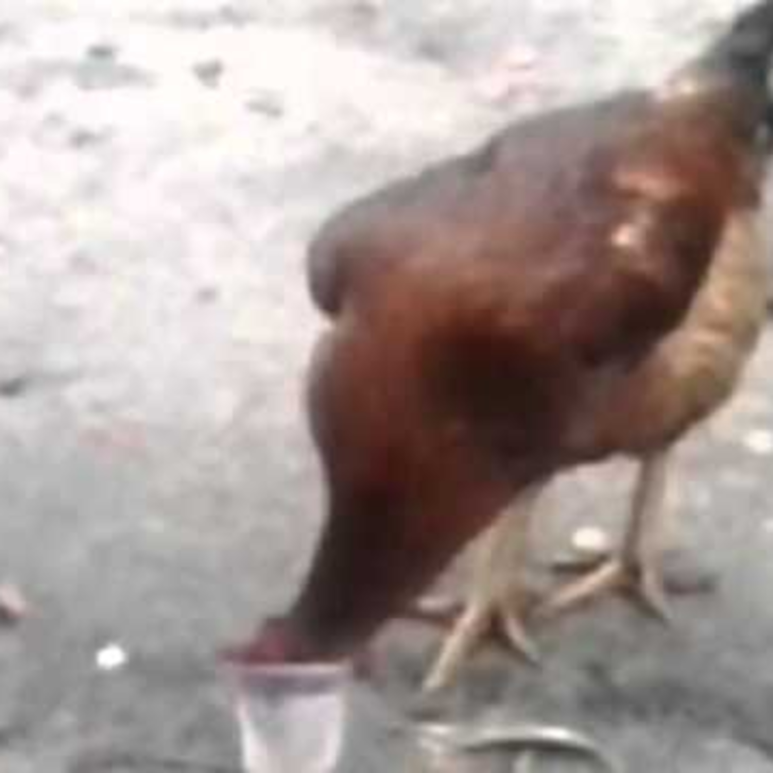 Galo de Kast