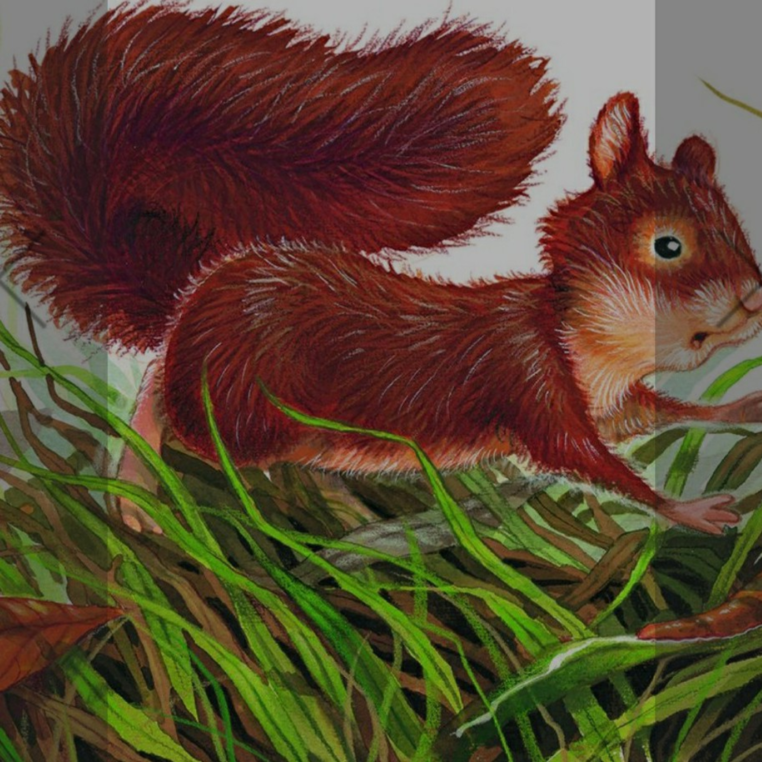 Căutările Veveriței, de Anita Loughrey și Daniel Howarth episode artwork