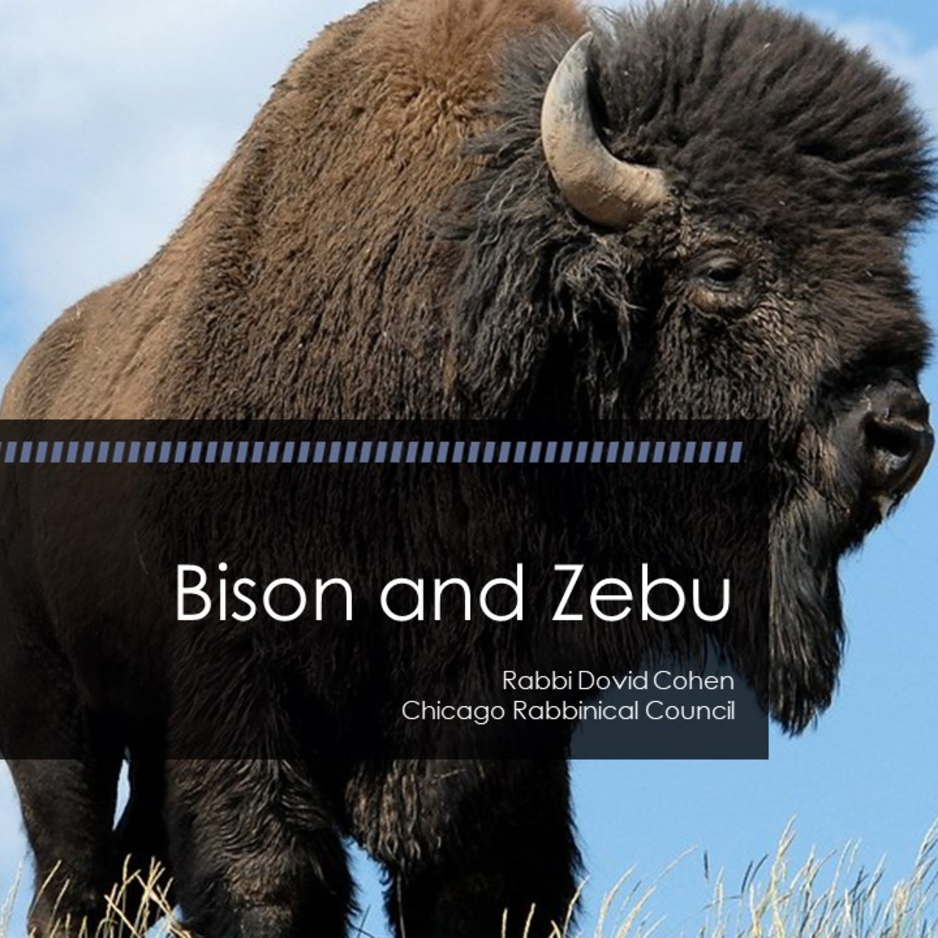 Bison and Zebu (Meat and Poultry #1 - Livestock A) episode artwork