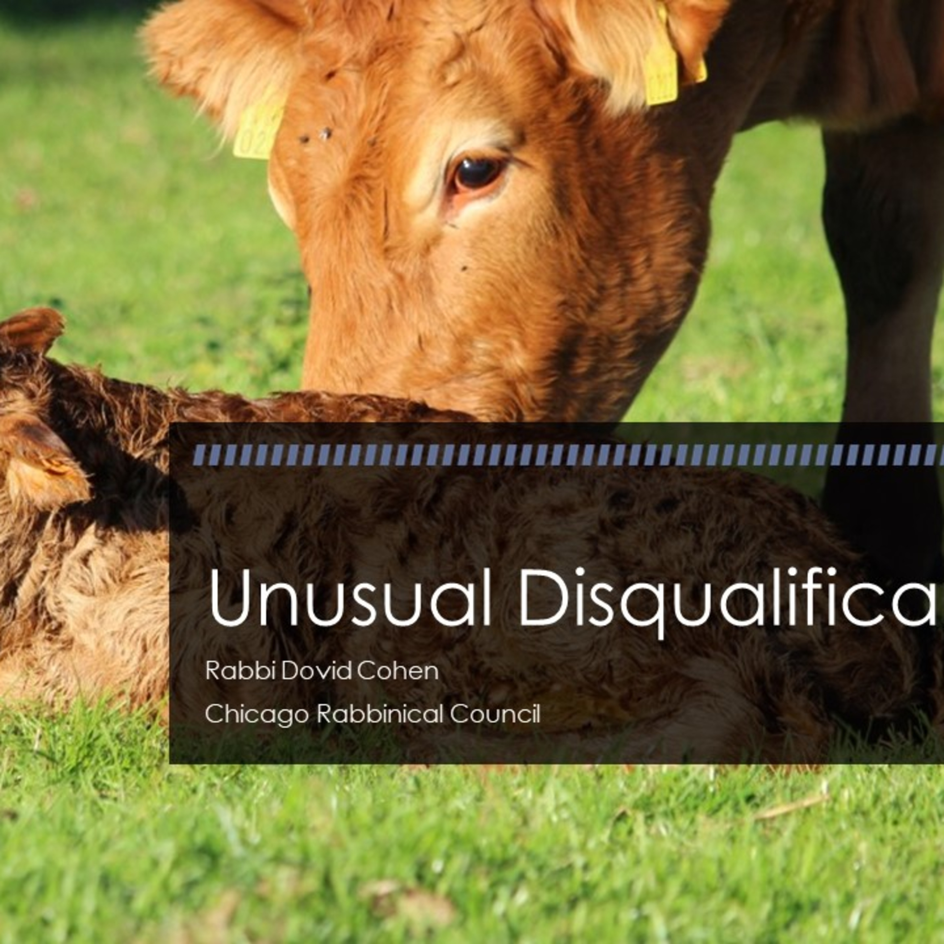 Unusual Disqualifications (Meat and Poultry 4 - Livestock D) episode artwork