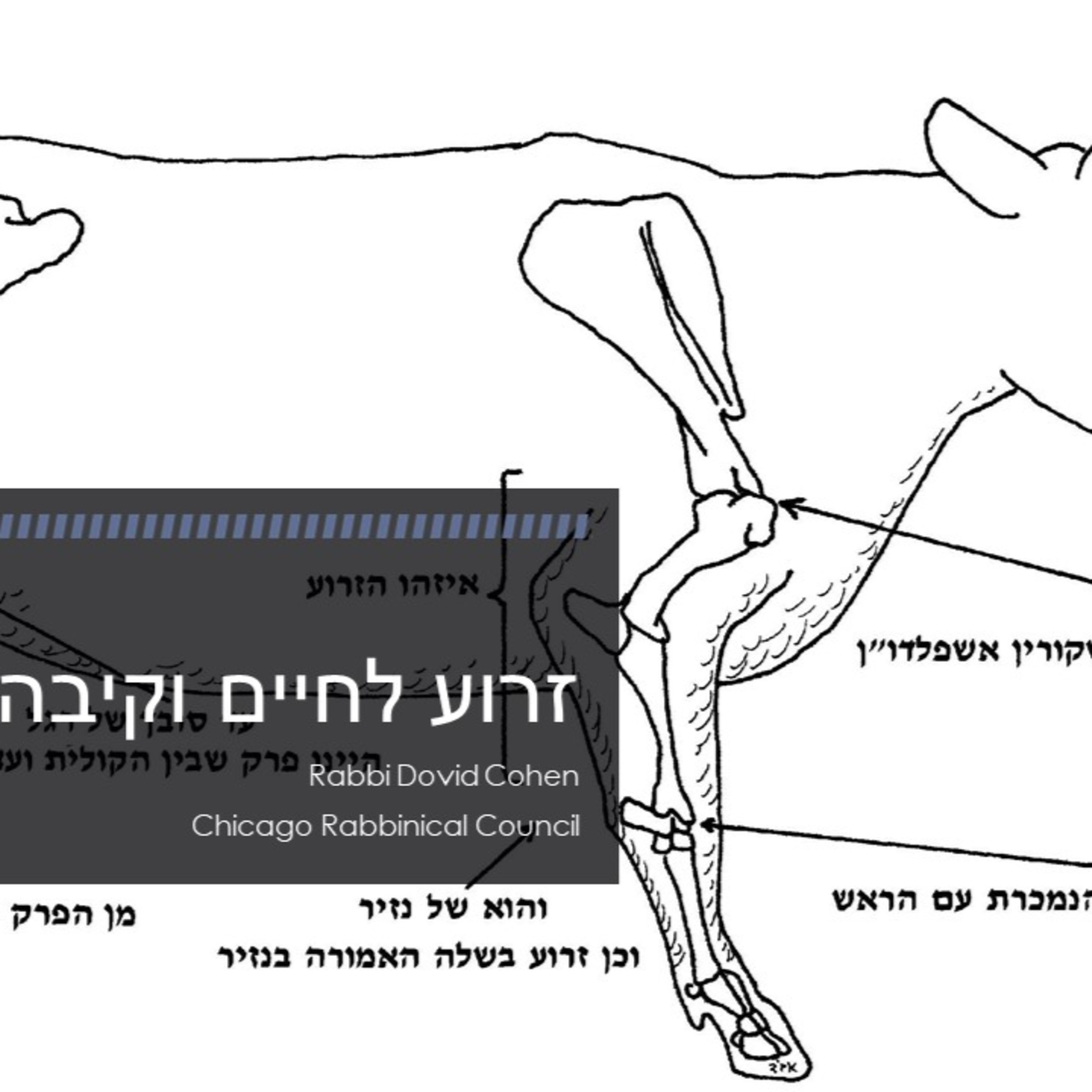 Zeroah, Lechayayim, and Keivah (Meat and Poultry #32 - Specific Parts B) episode artwork