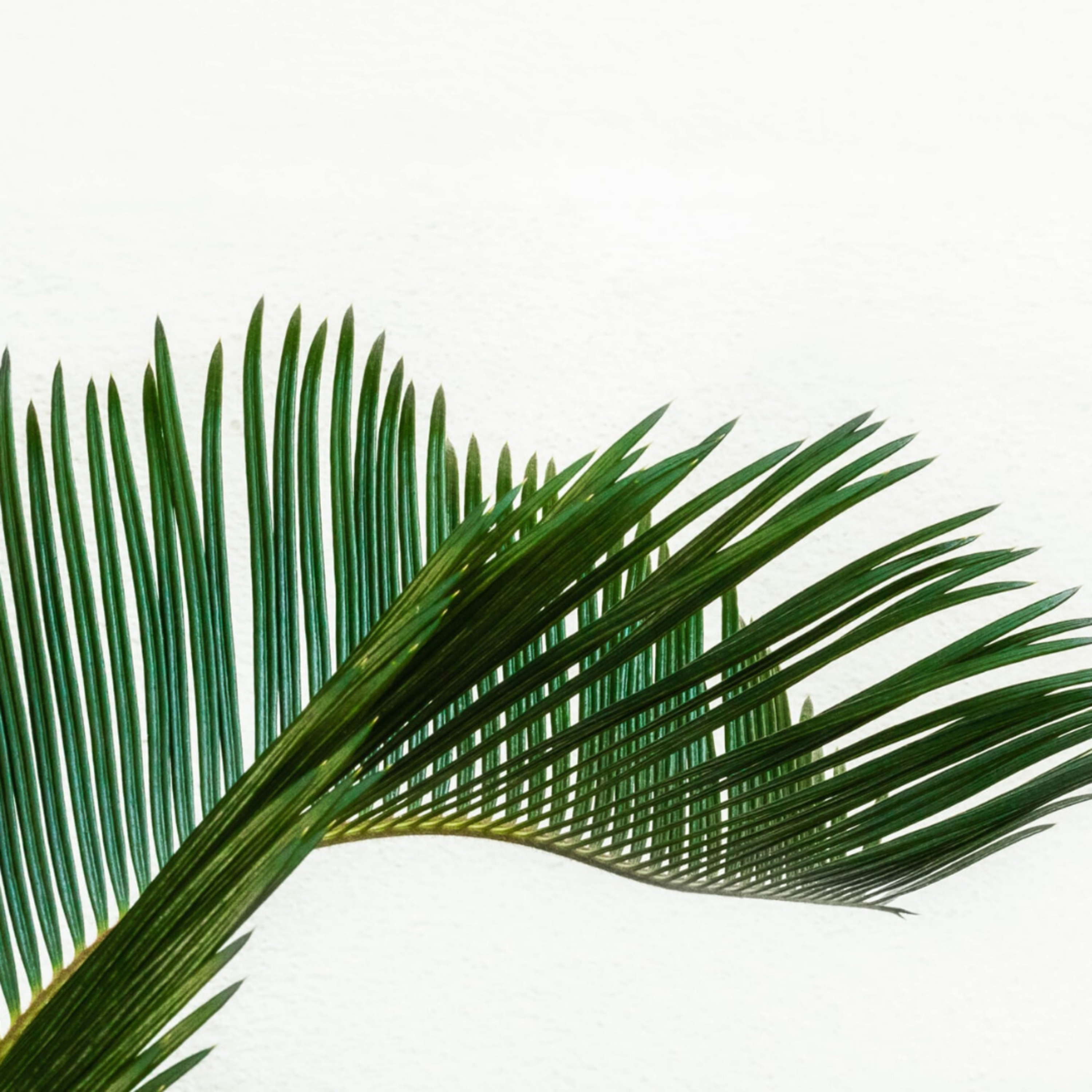 Palm Sunday episode artwork