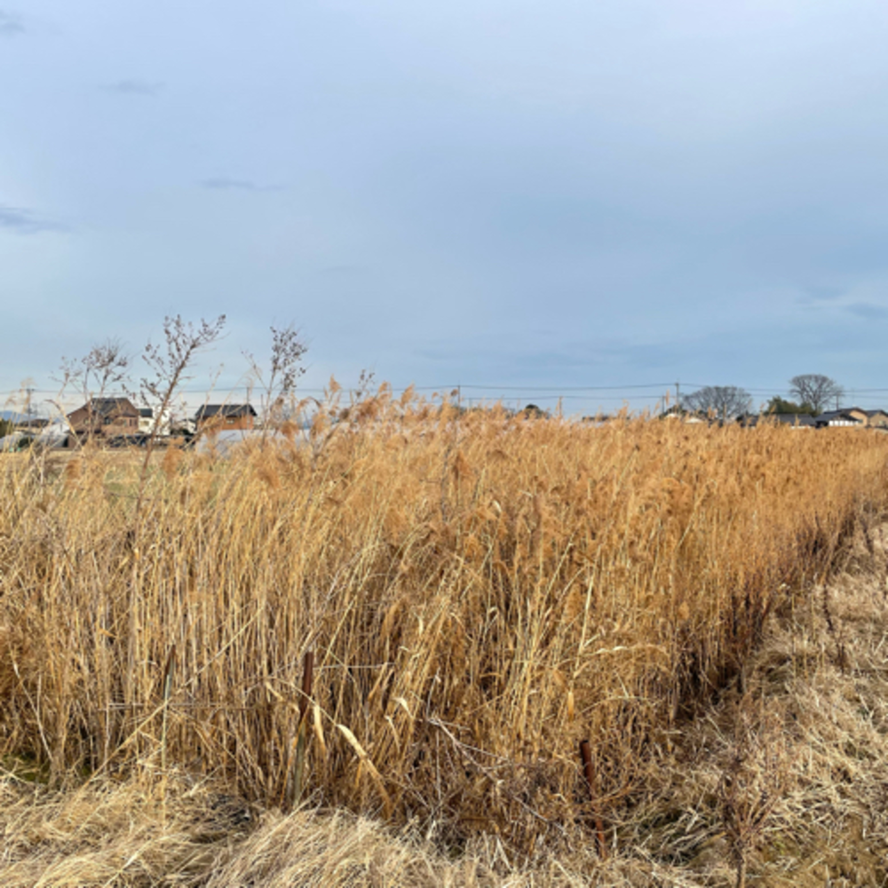 朝の目覚めるラジオ