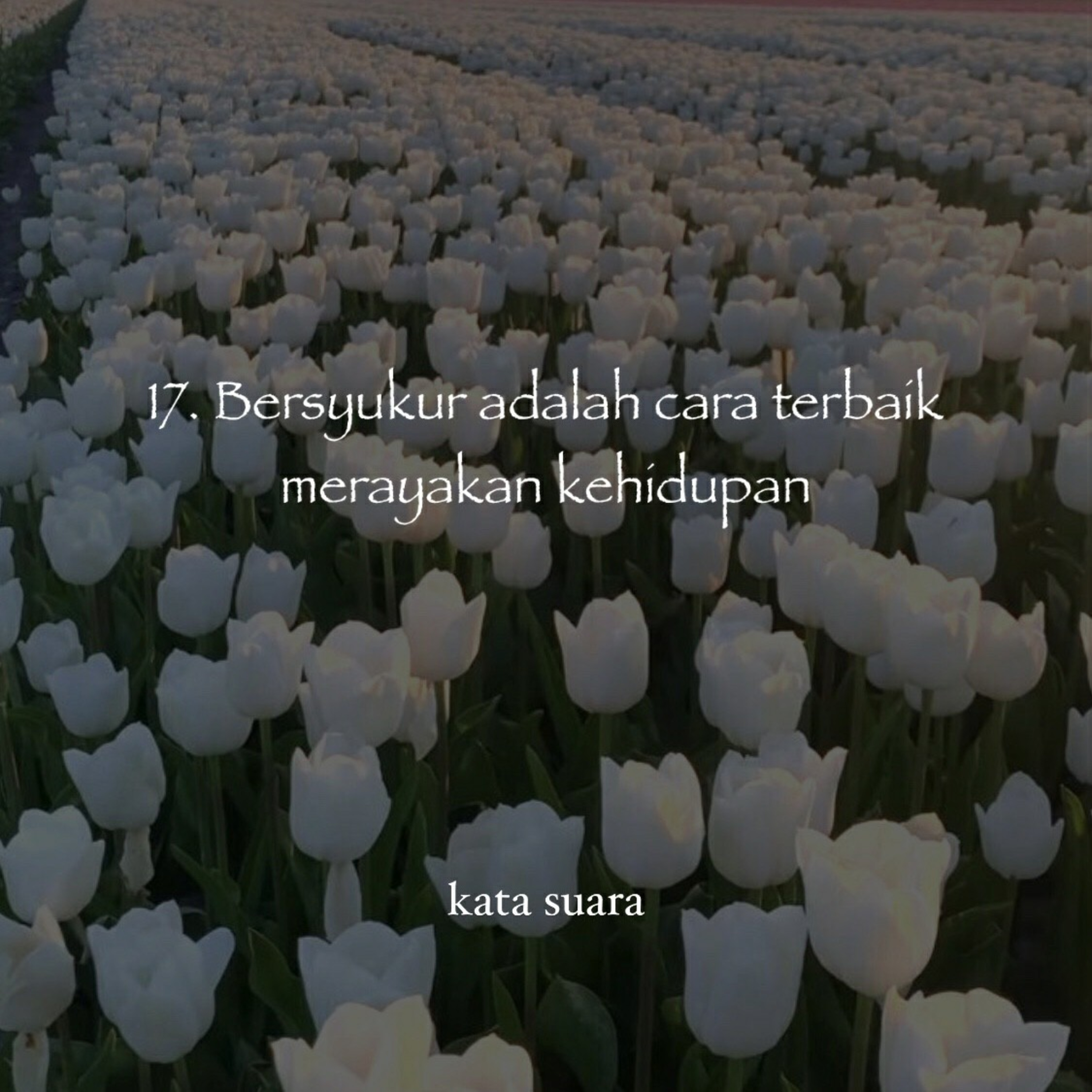 17. Bersyukur adalah cara terbaik merayakan kehidupan episode artwork
