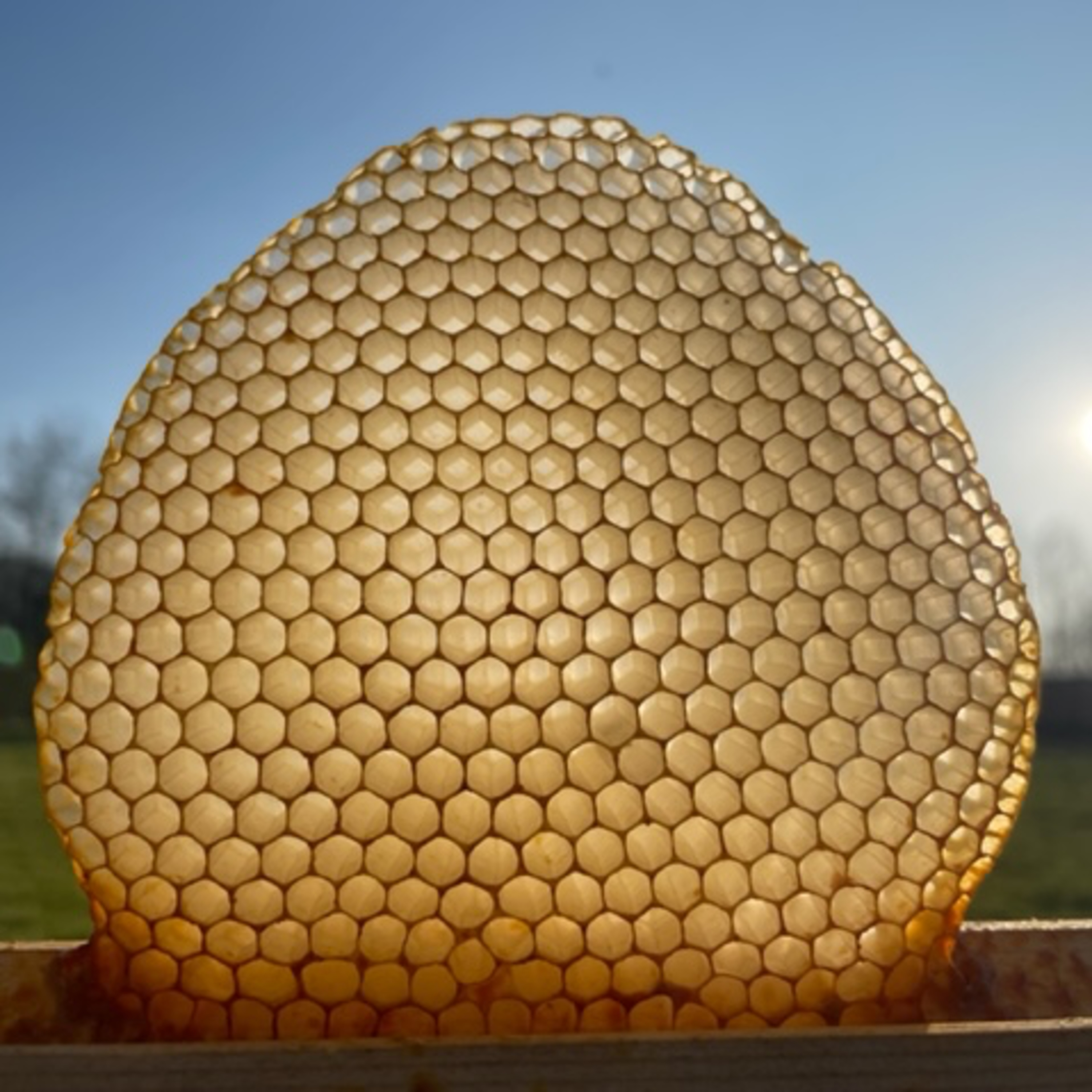 إبحار مع طارق عثمان: النحل وفلسفات الحياة