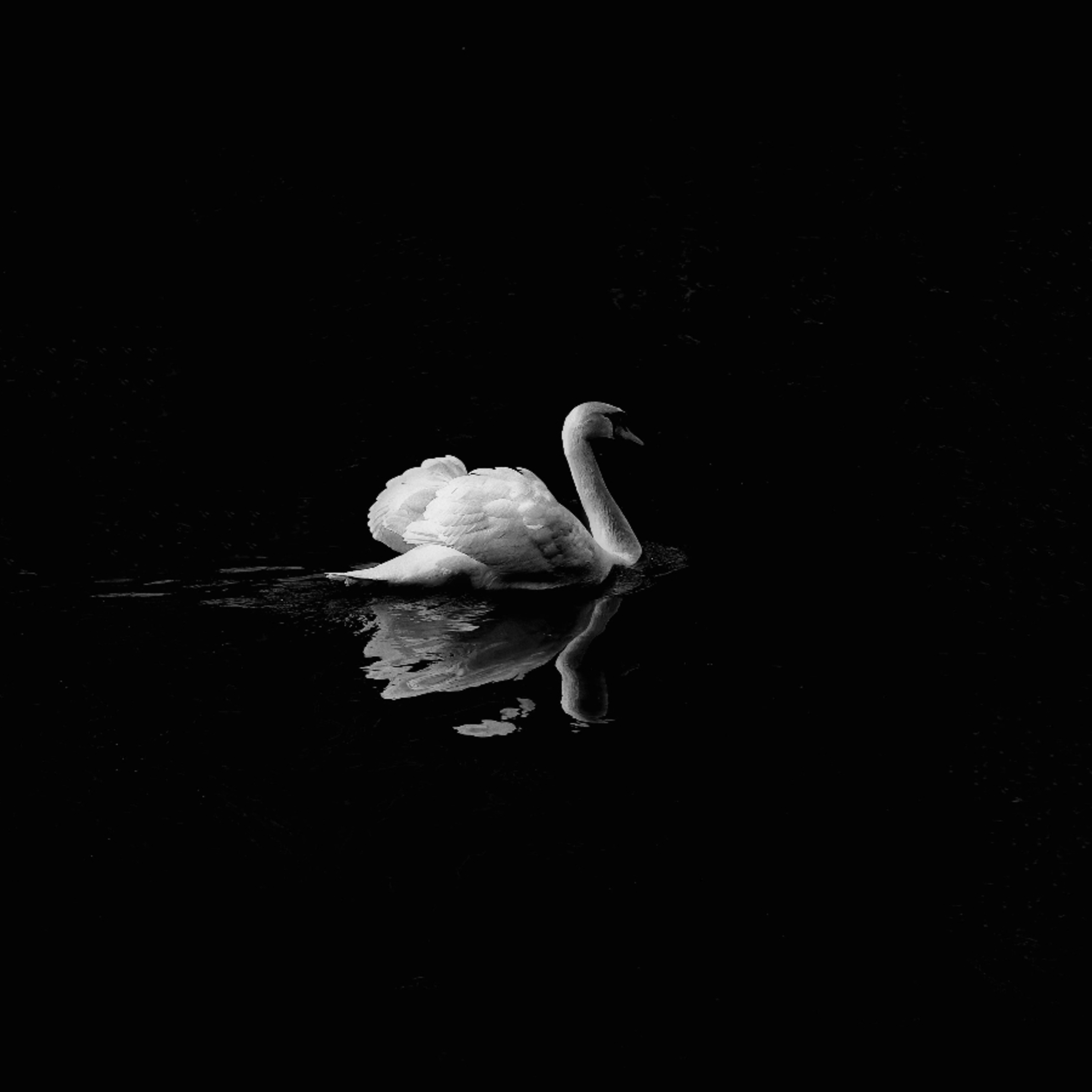 Czarny łabędź? Globalne skutki choroby z Wuhan Czarny łabędź? Globalne skutki choroby z Wuhan