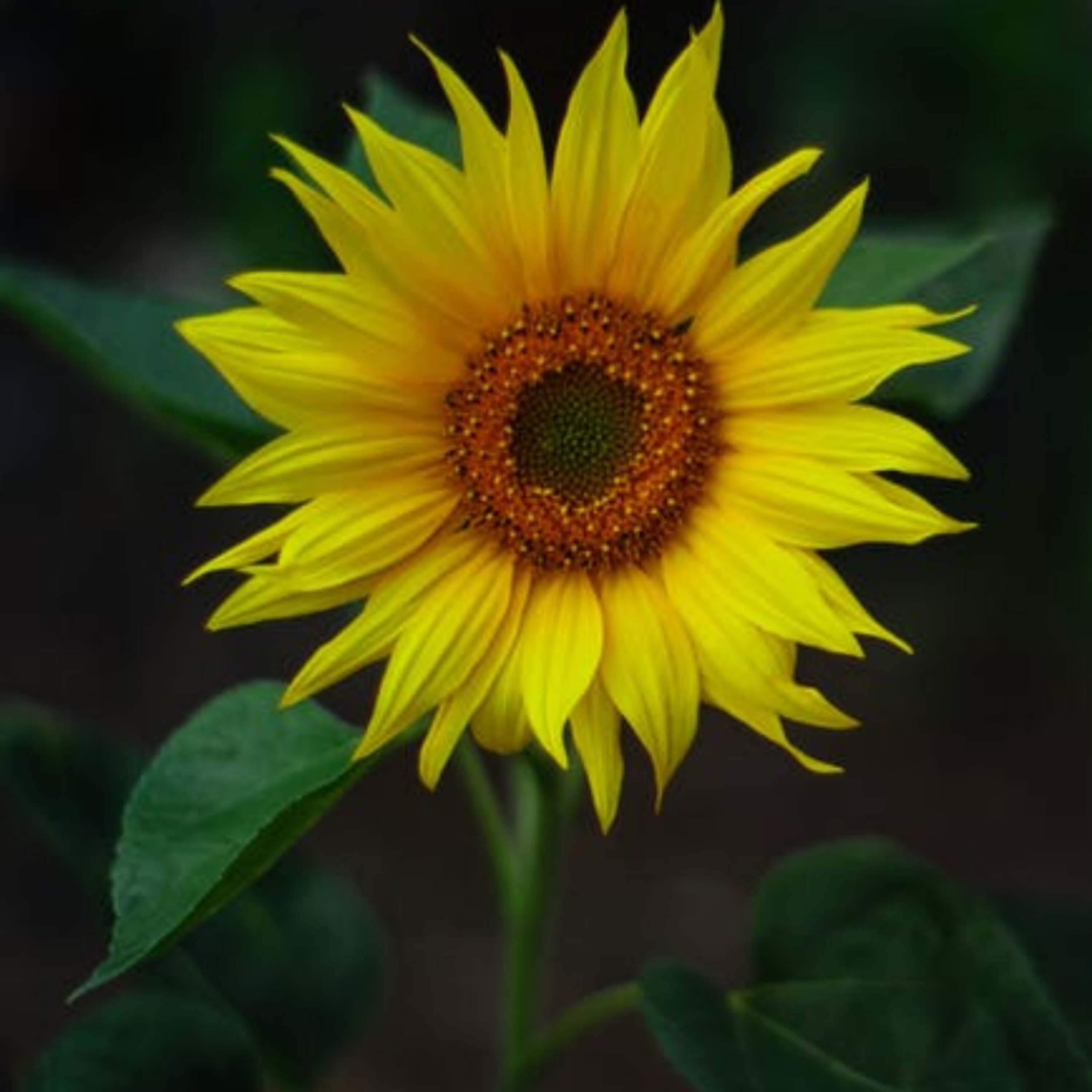 An introduction to the Solar Plexus Chakra episode artwork