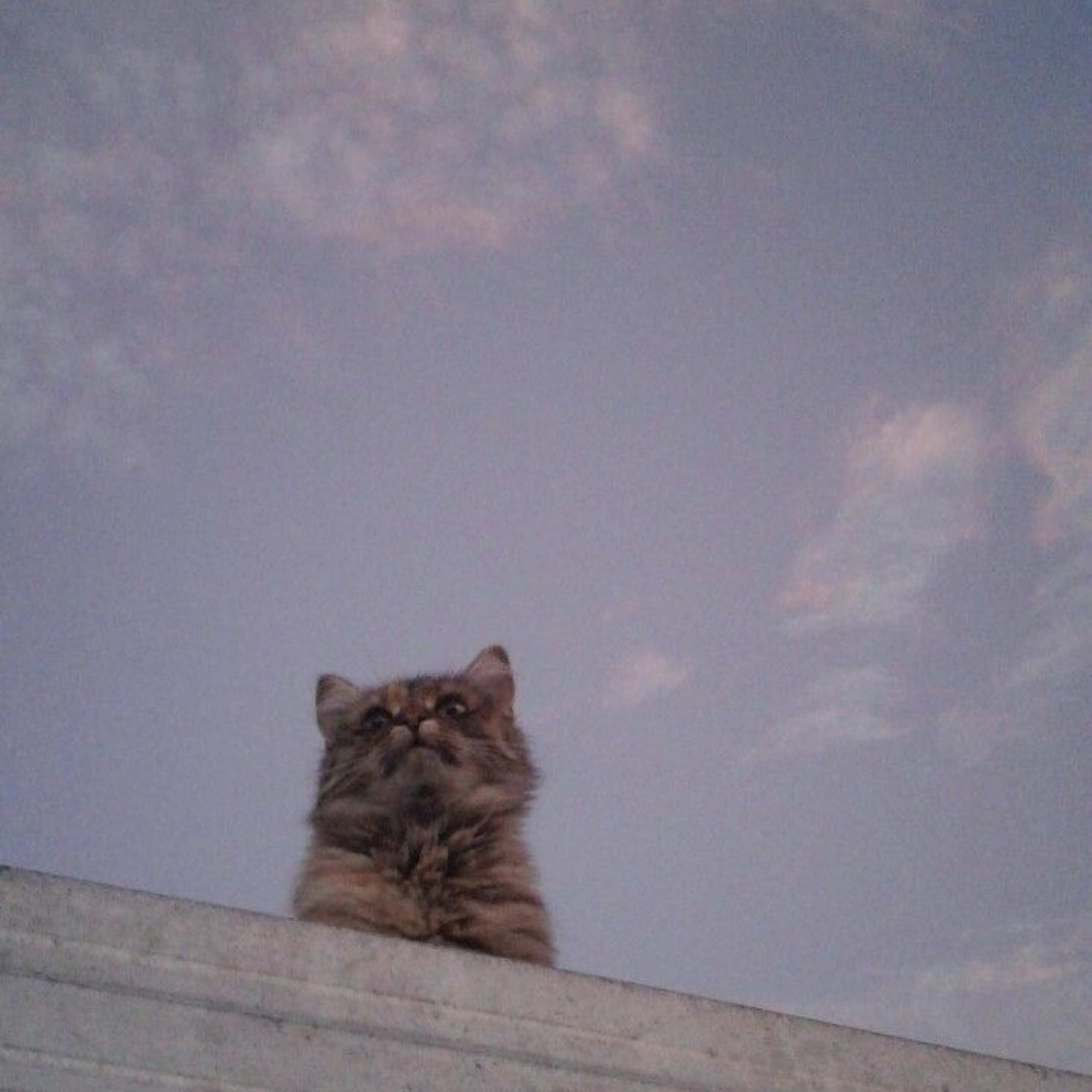 Mriko Mriki