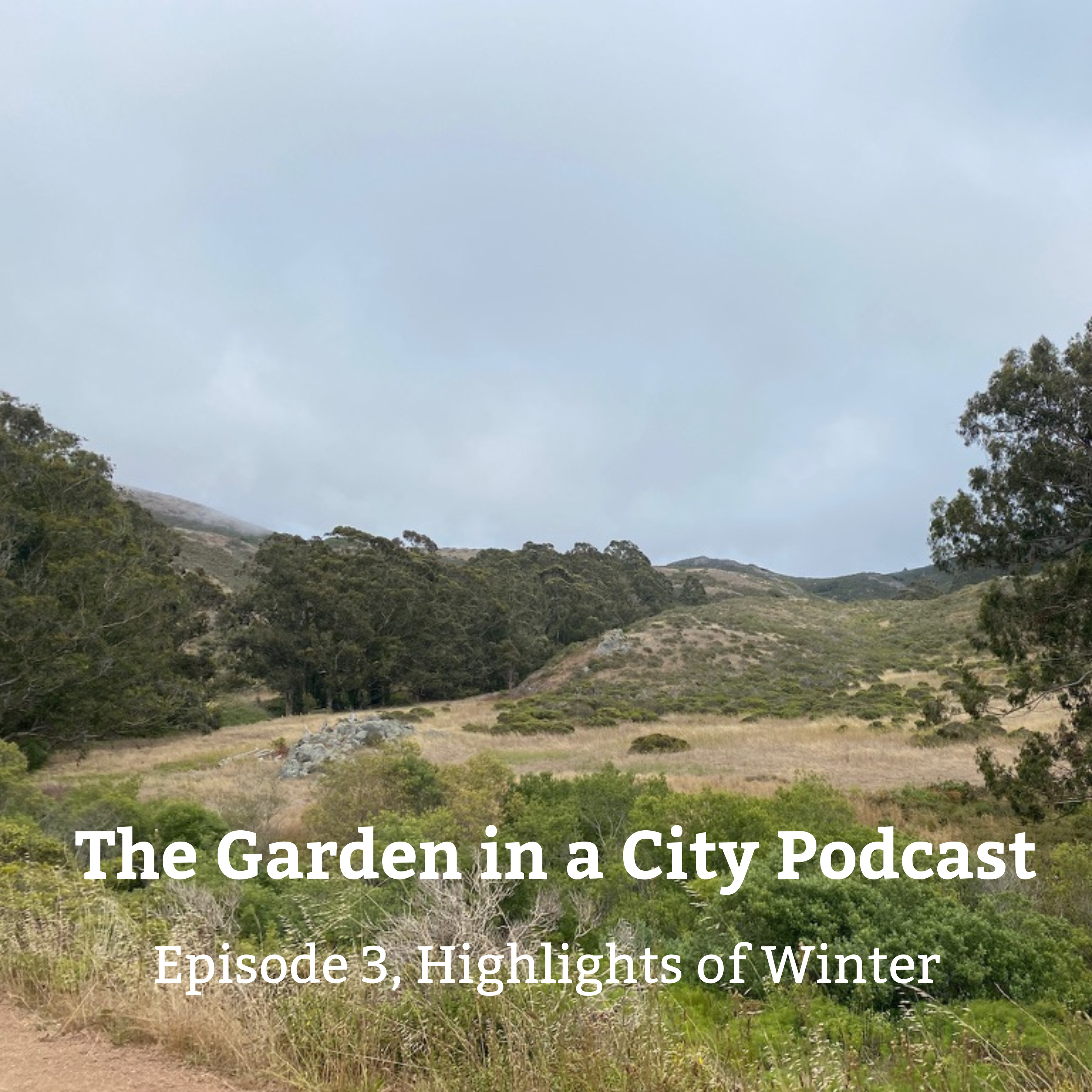 Garden in a City